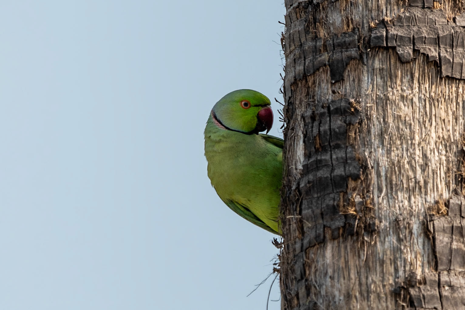 Ring-necked Parakeet, en route to Thanjavur