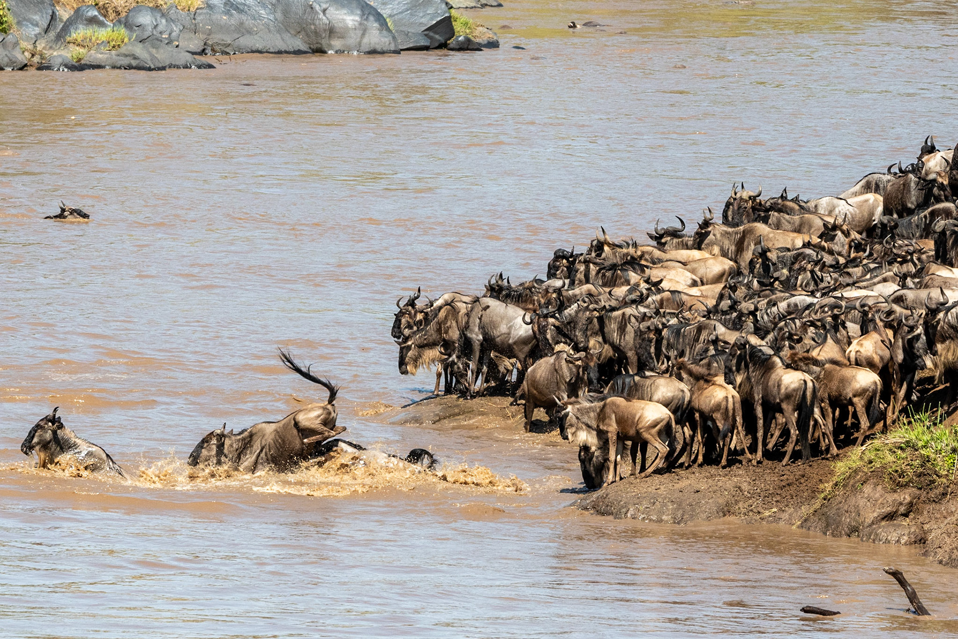 Wildebeests crossing Mara River, Maasai Mara