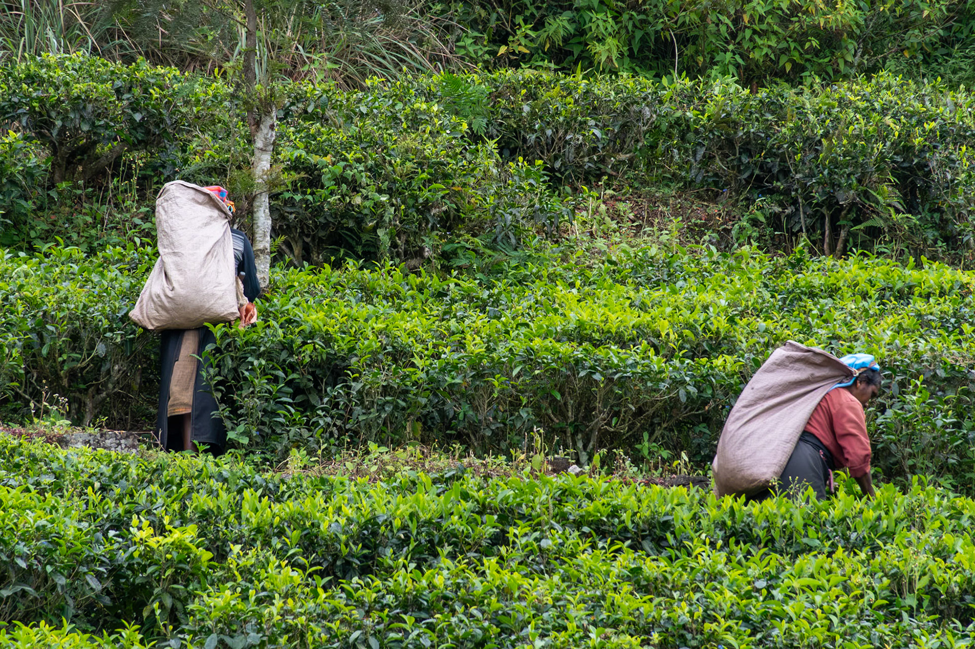 Tea pickers, en route to Sinharaja