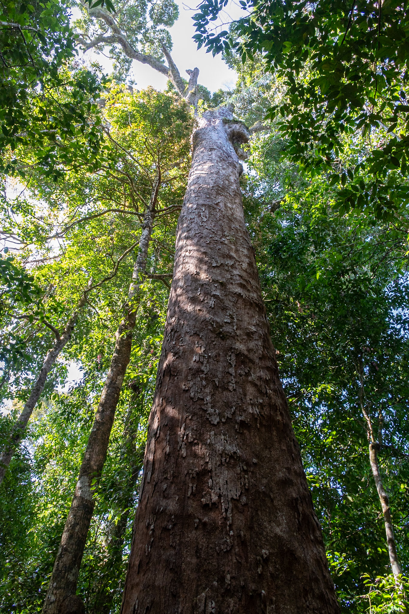 Large tree, Sinharaja National Park
