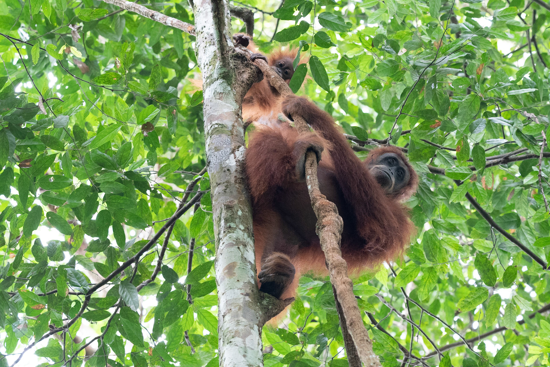 Orangutan with baby, Bukit Lawang, Indonesia