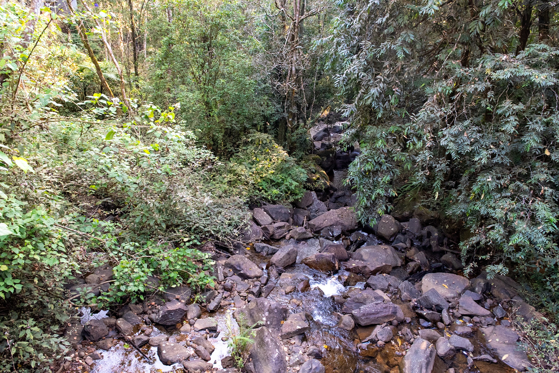 Sinharaja National Park