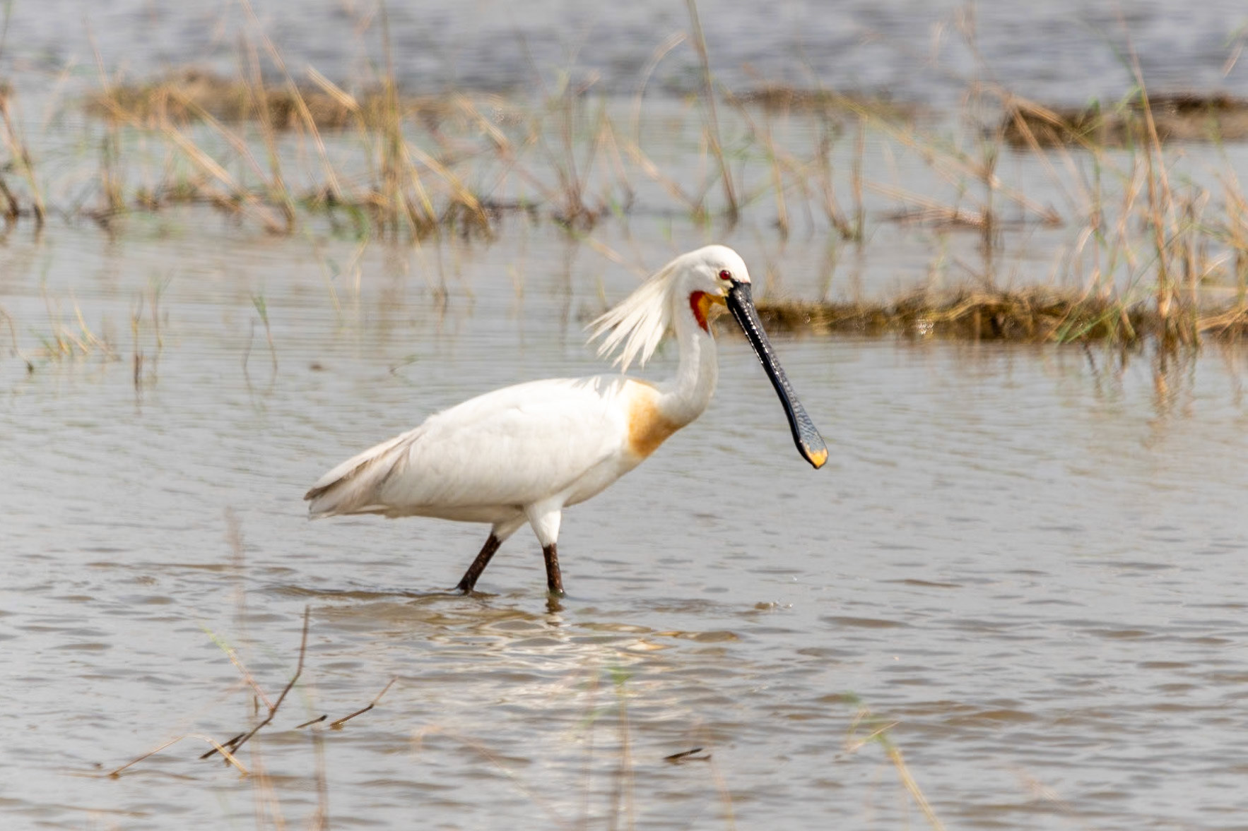 Eurasian Spoonbill, en route to Mahabalipuram
