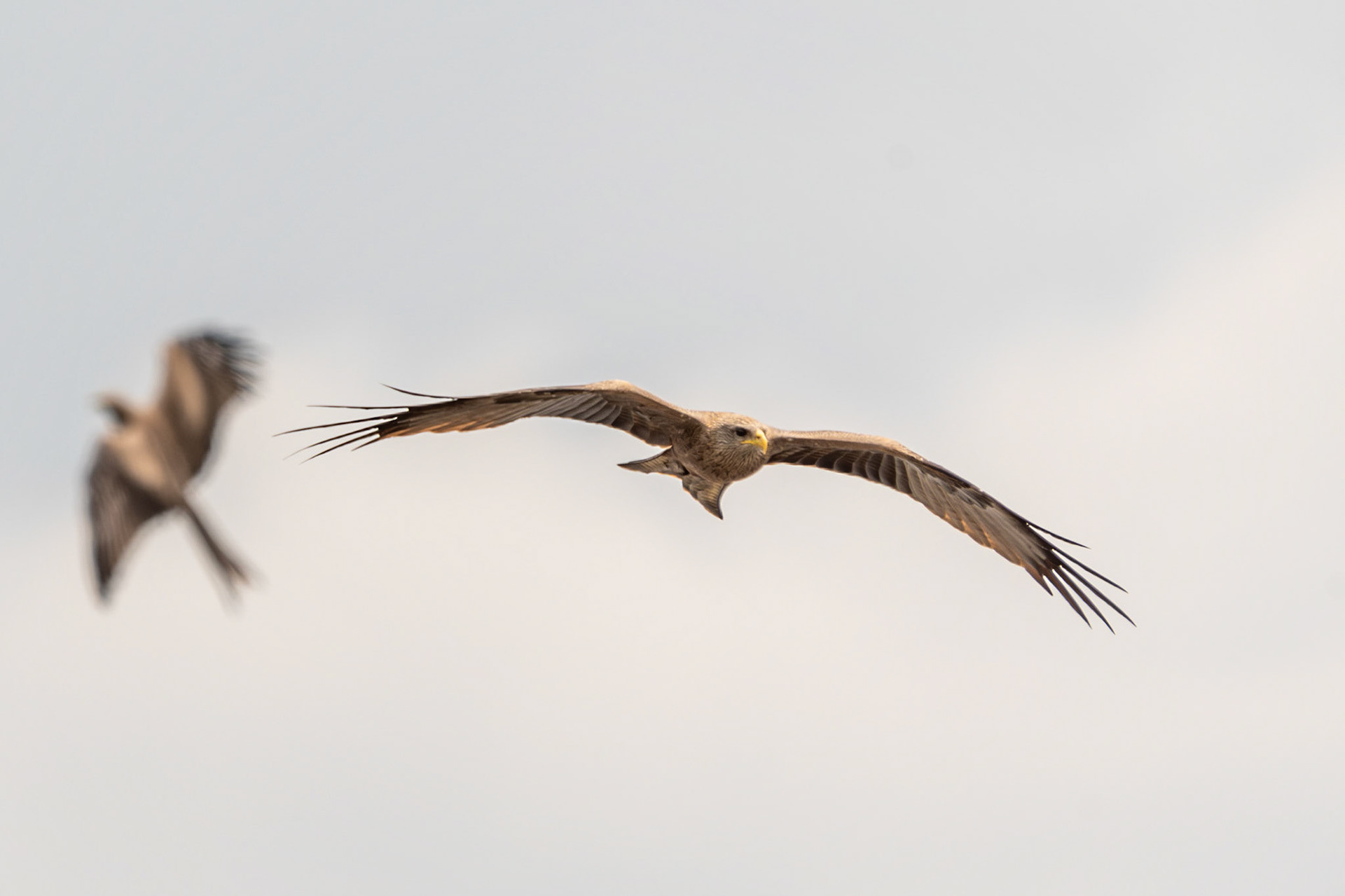 Black Kite, Ngorongoro Crater