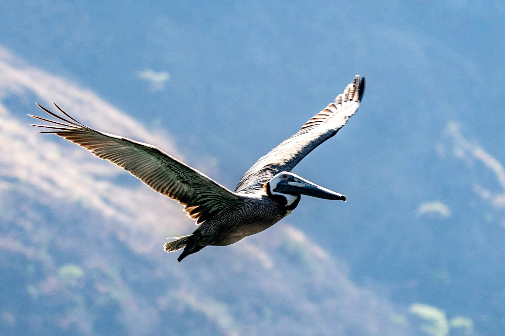 Brown Pelican in flight, Sumidero Canyon, Mexico