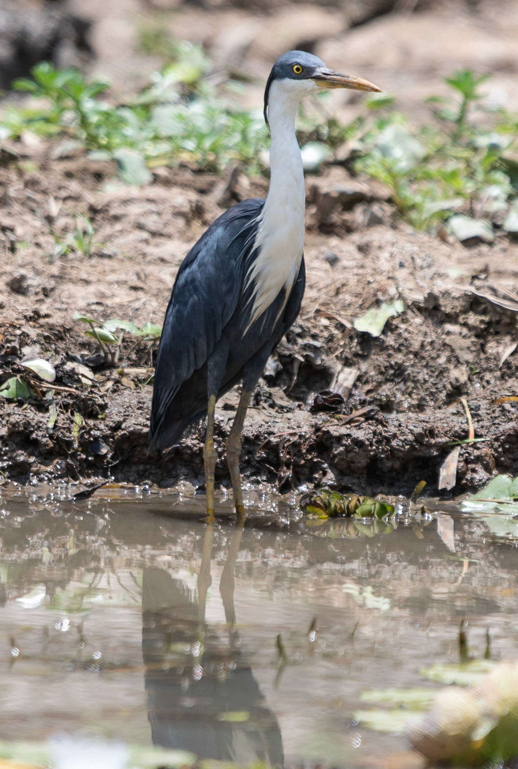 Pied Heron, Yellow Water Billabong, NT