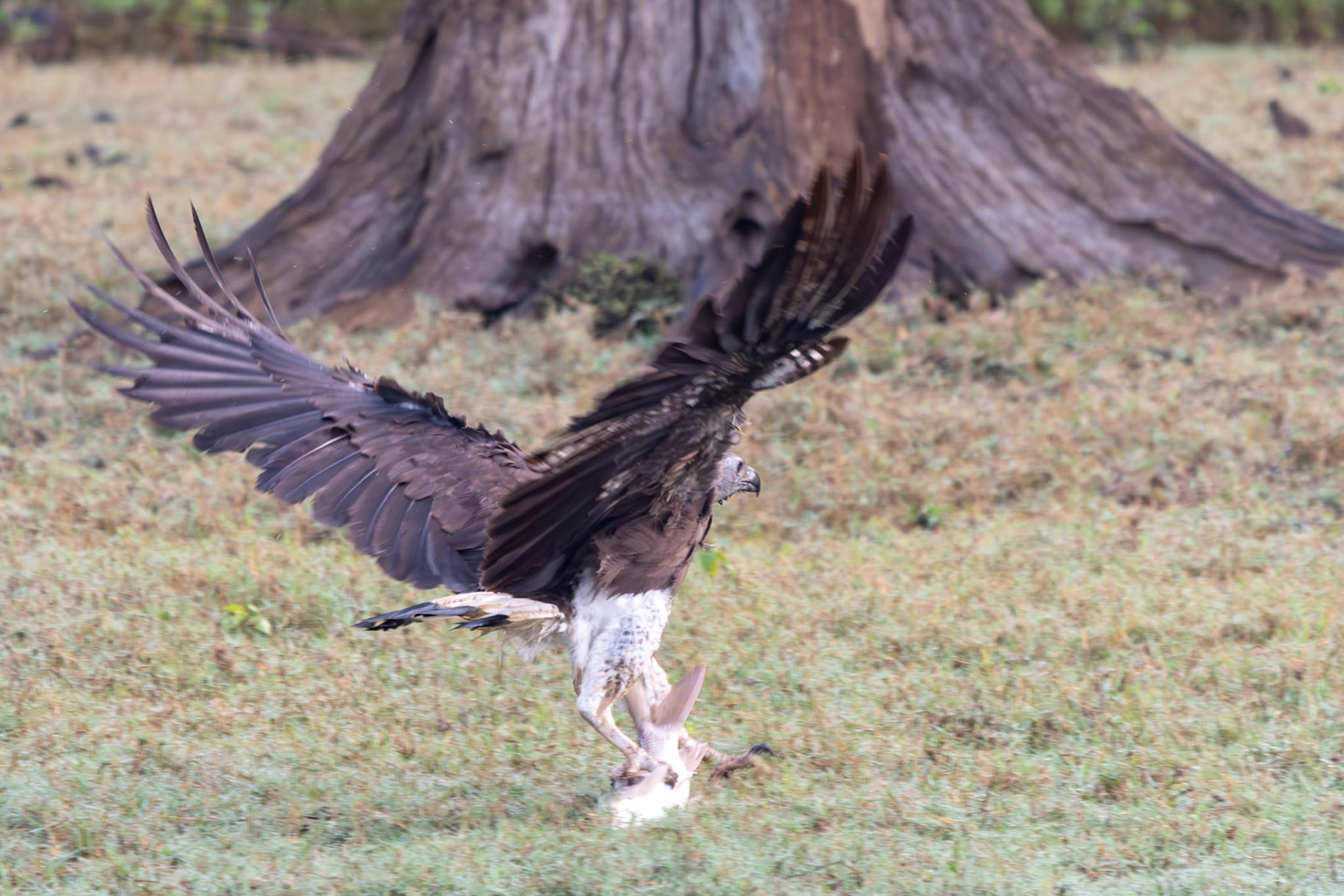 Grey-headed Fish-Eagle with large fish, Nagarahole