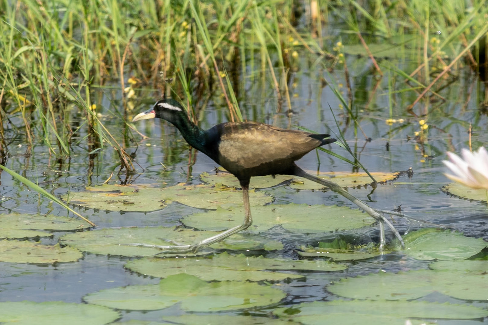 Bronze-winged Jacana, en route to Mahabalipuram