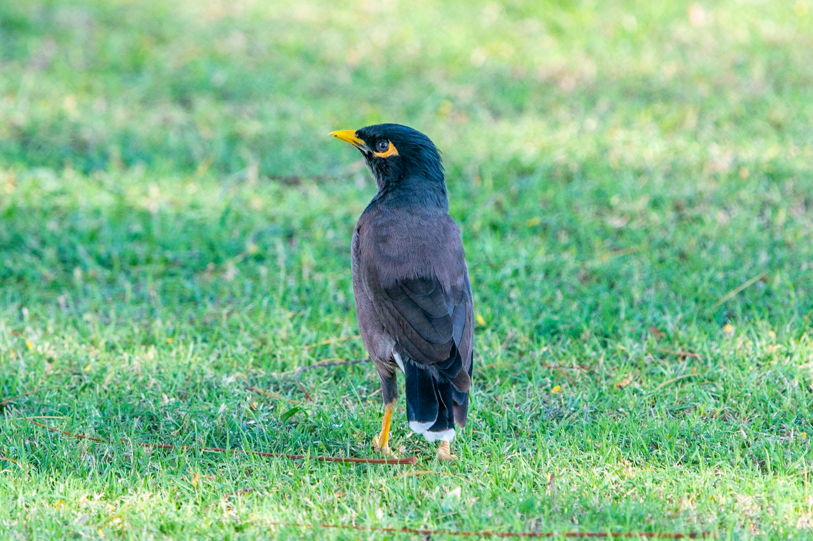 Common Myna, Crowne Plaza Hotel, Muscat
