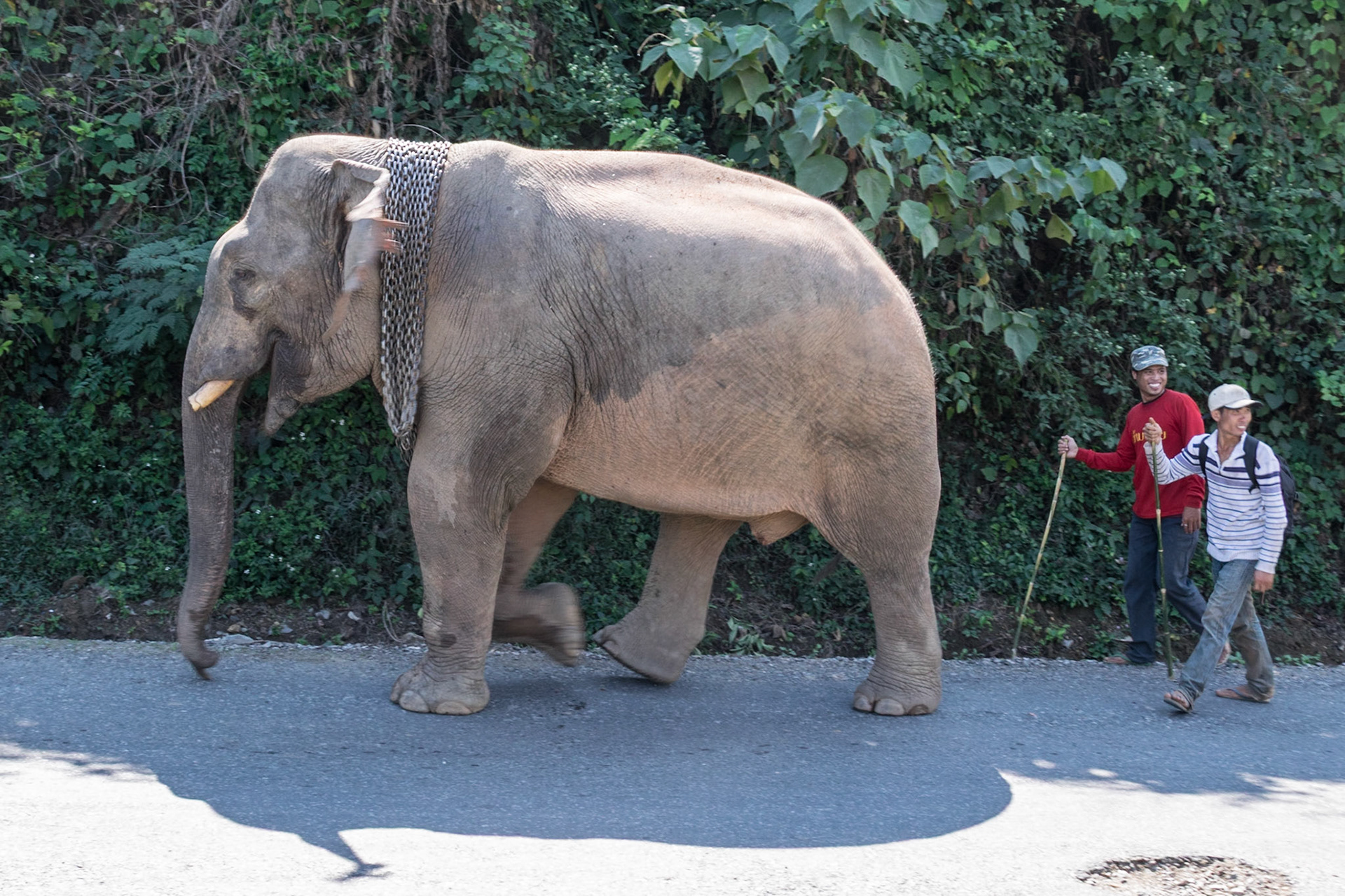 Mahouts with working elephant, en route to Nong Khiaw, Laos