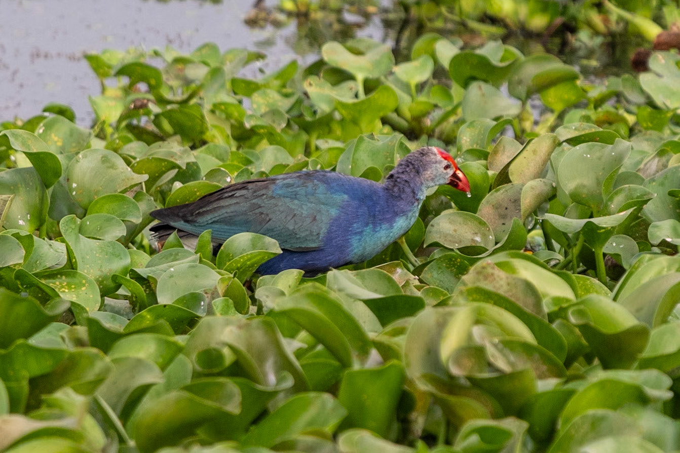 Grey-headed Swamphen, en route to Puducherry