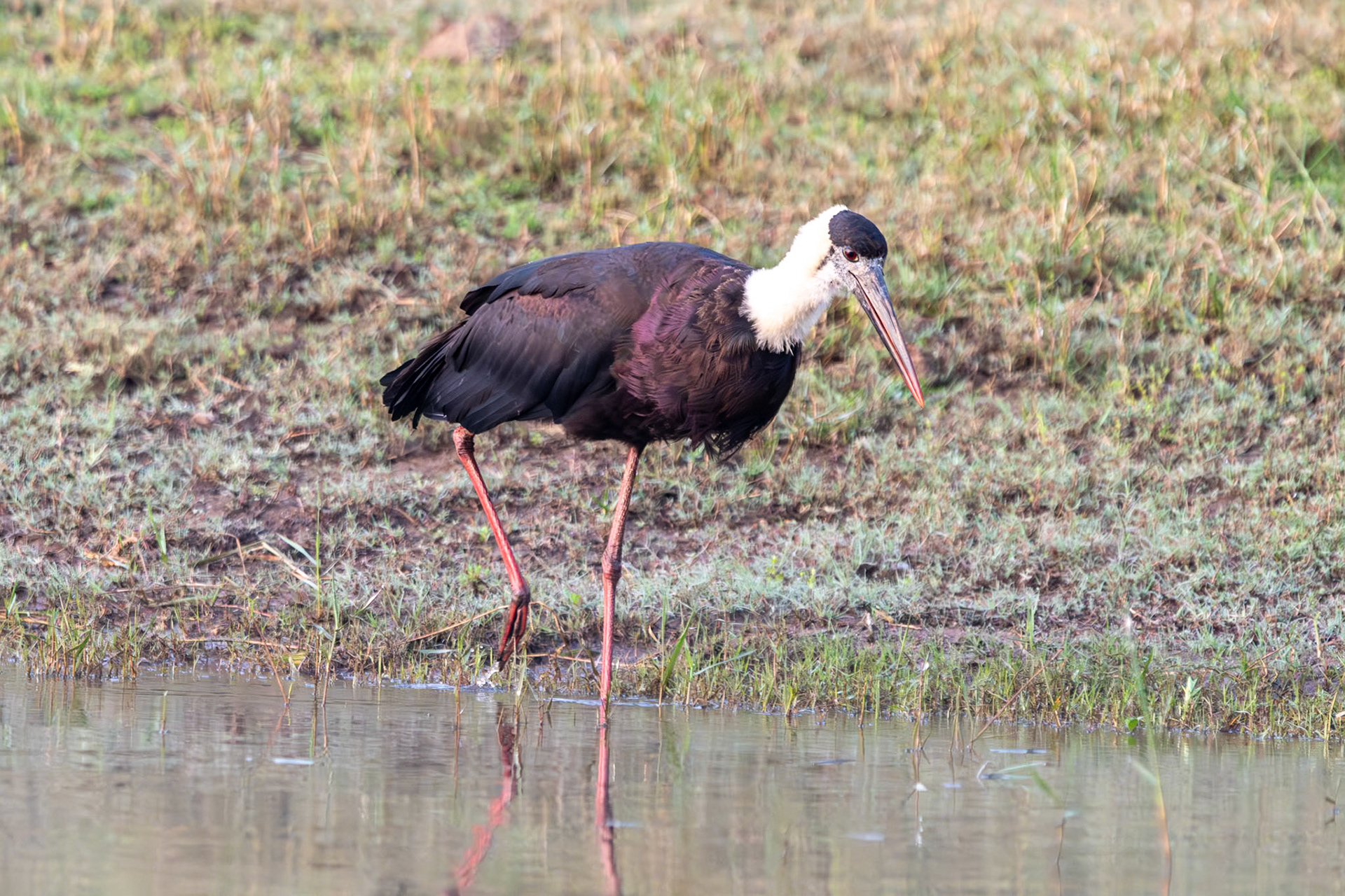 Asian Woolly-necked Stork, Nagarahole
