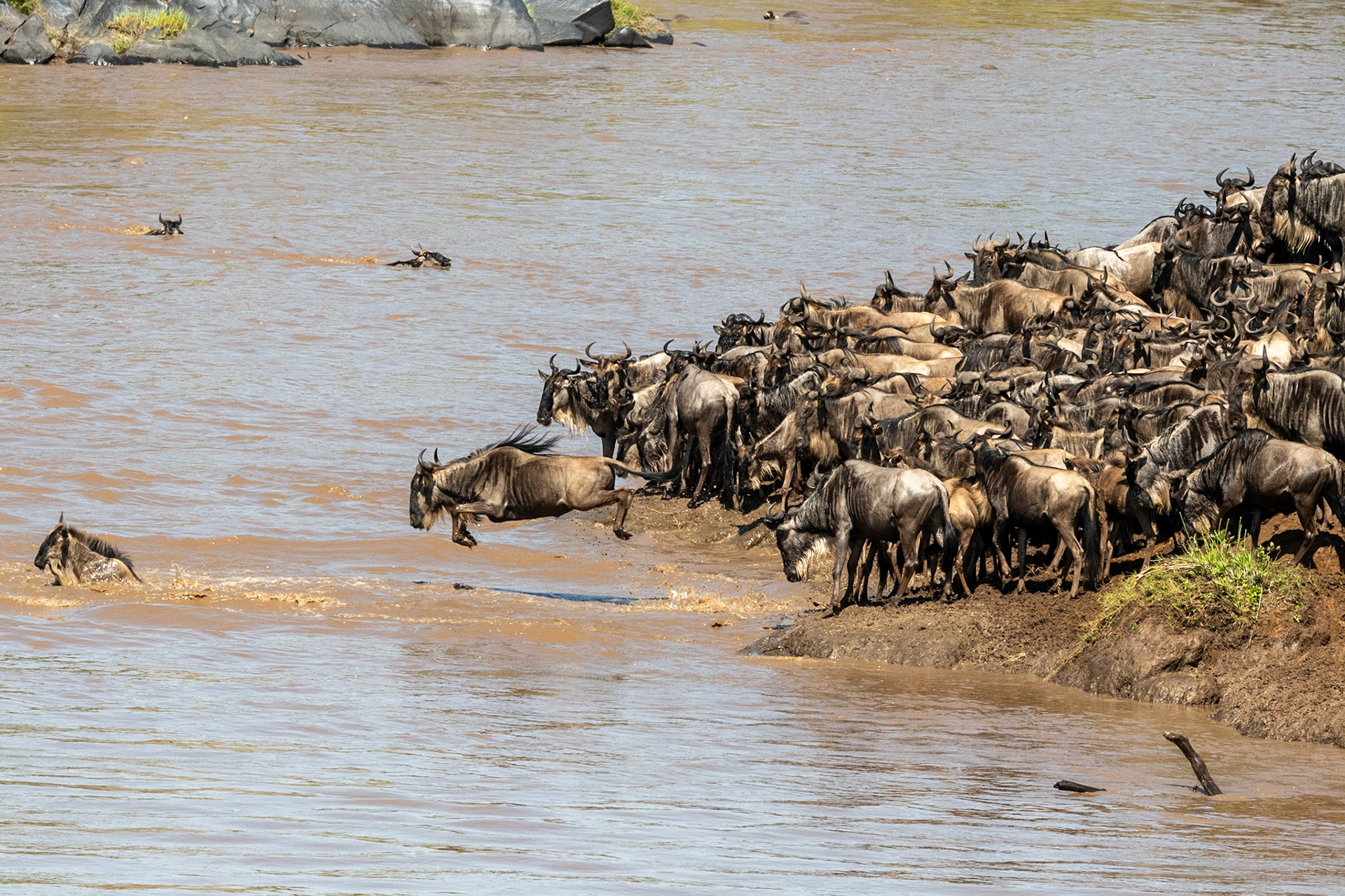 Wildebeests crossing Mara River, Maasai Mara
