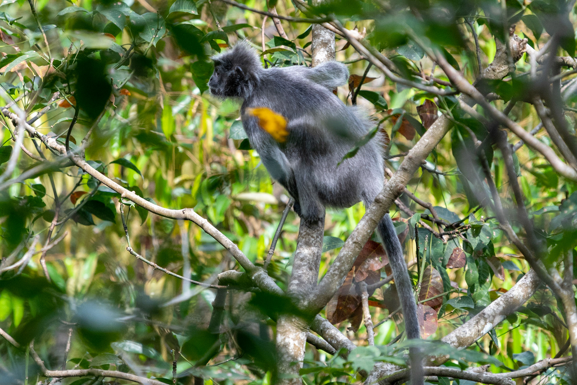 Silvery lutung (silvered leaf monkey), Bukit Lawang, Indonesia