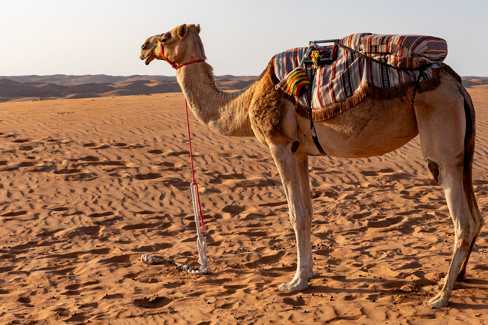 Camel for tourist rides, Al Sarmadi Desert Camp, Wahiba Sands