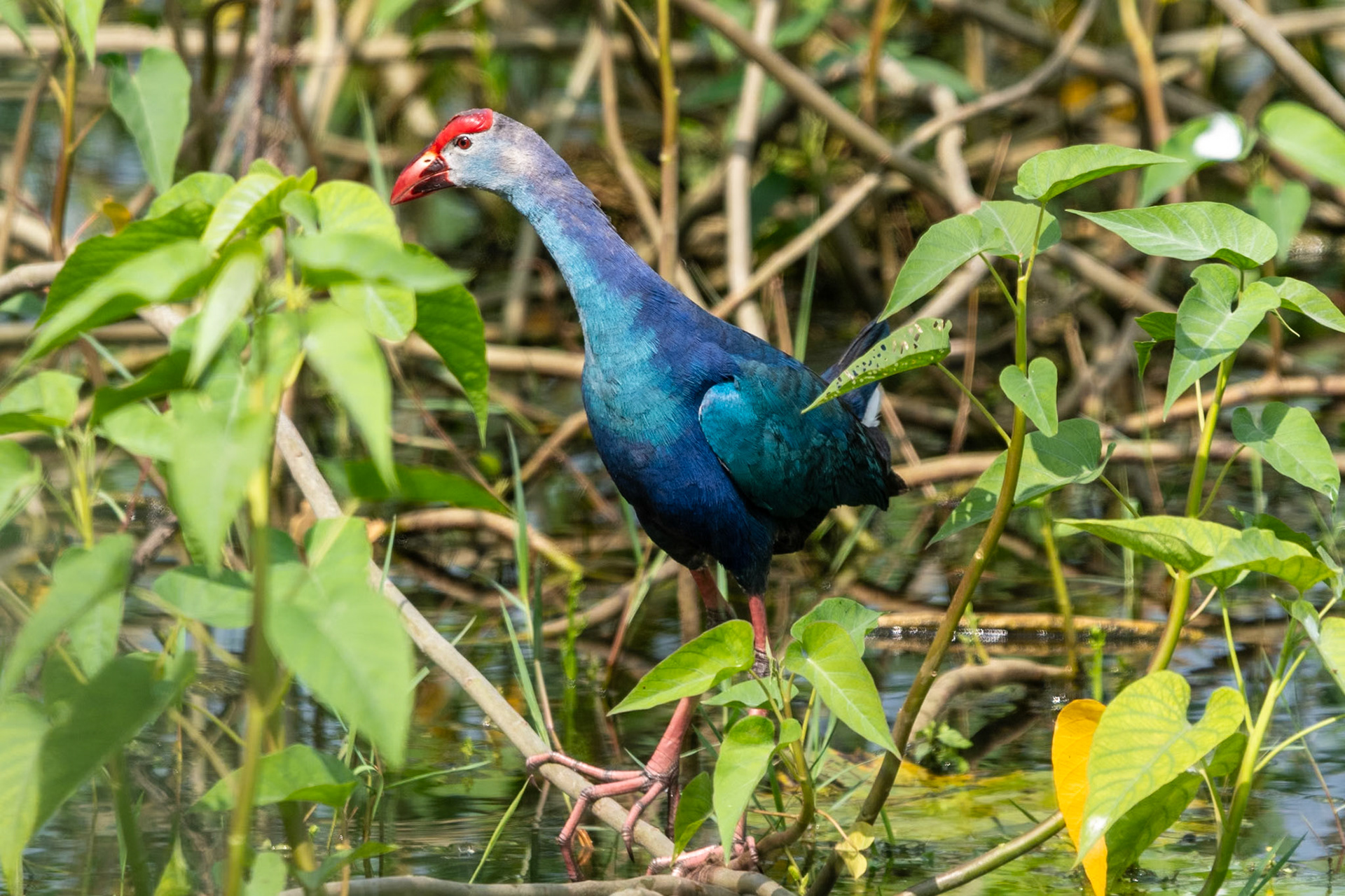 Grey-headed Swamphen, en route to Mahabalipuram