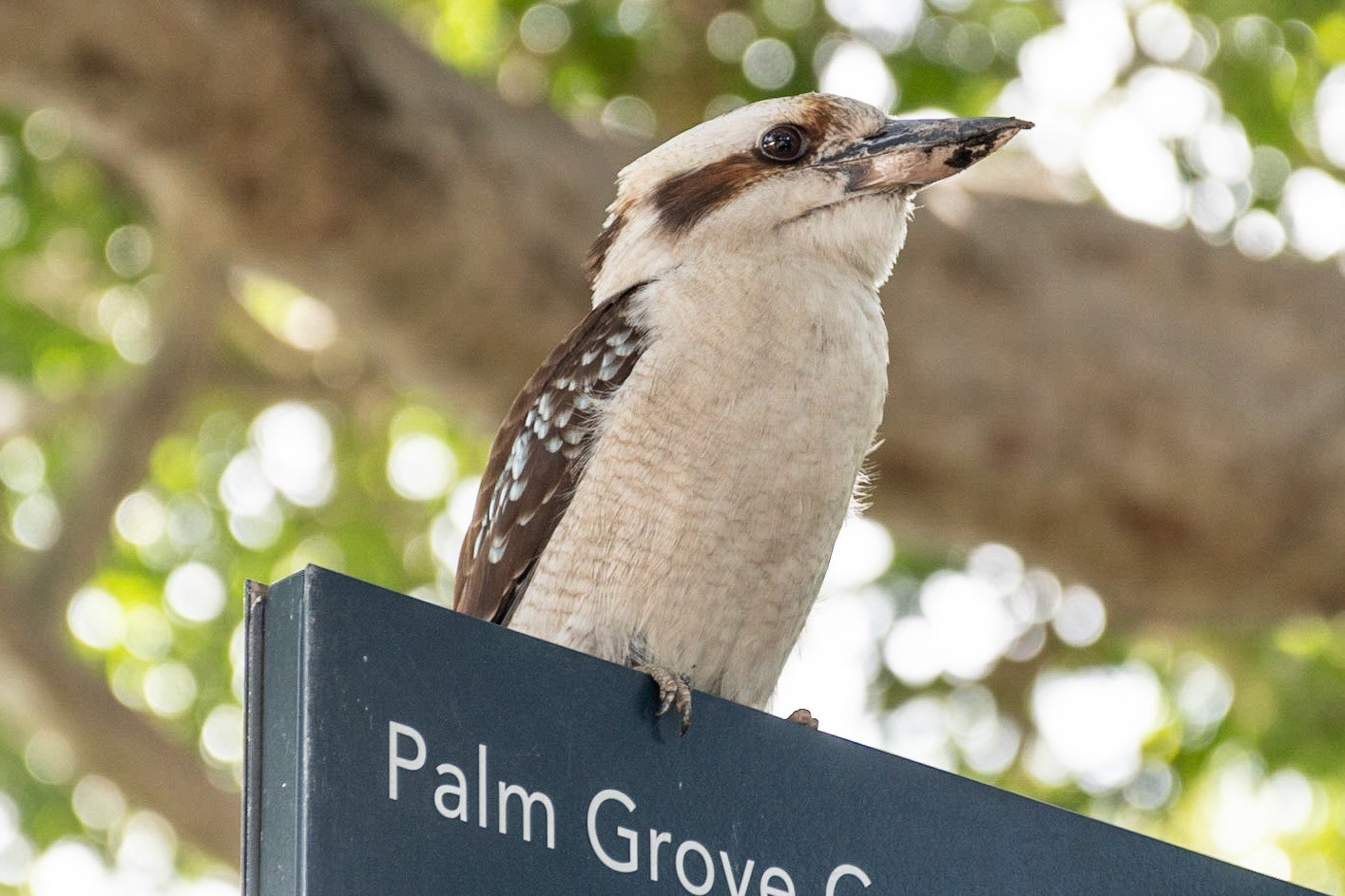Laughing Kookaburra, Sydney, NSW