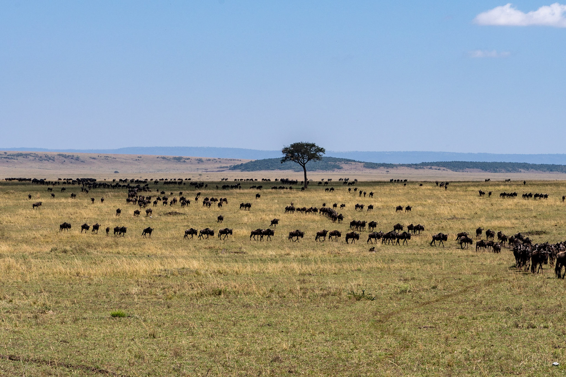 Wildebeests after crossing Mara River, Maasai Mara