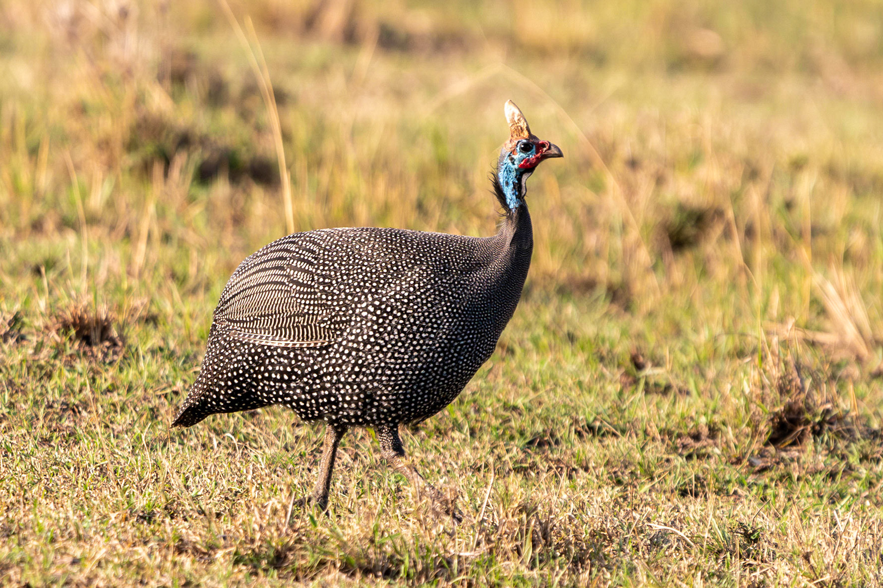 Guinea Fowl, Maasai Mara