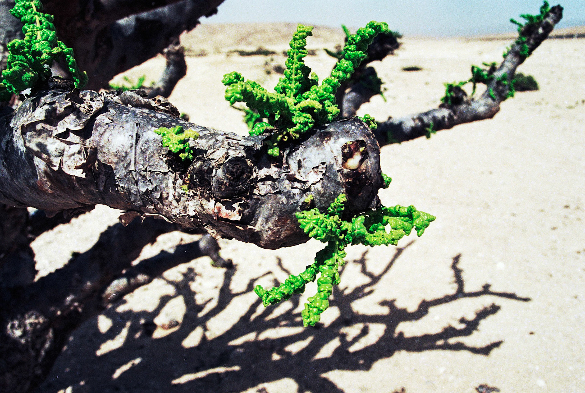 Frankincense tree, Salalah