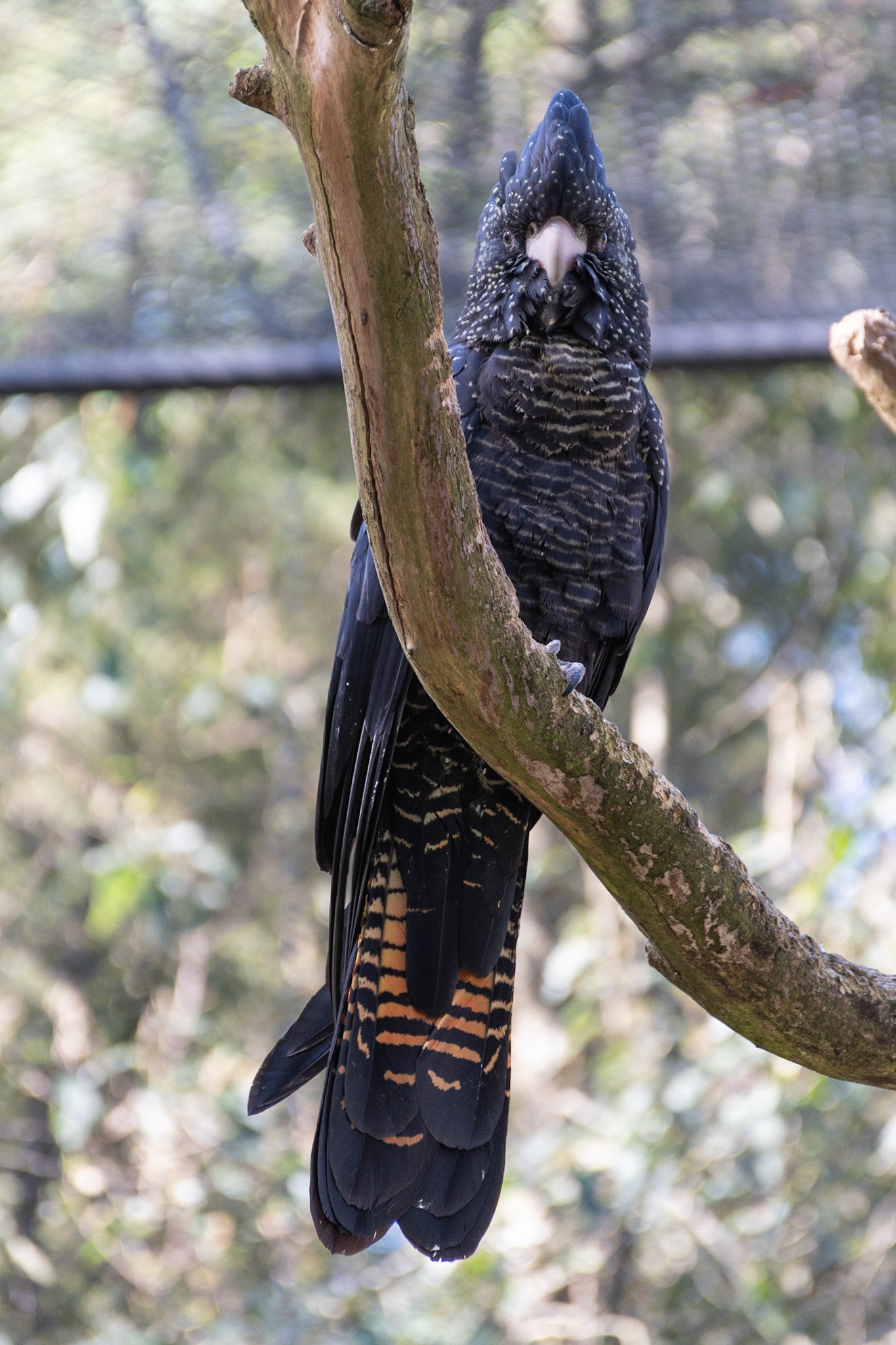 Red-tailed Black Cockatoo (cap), Healesville, Vic