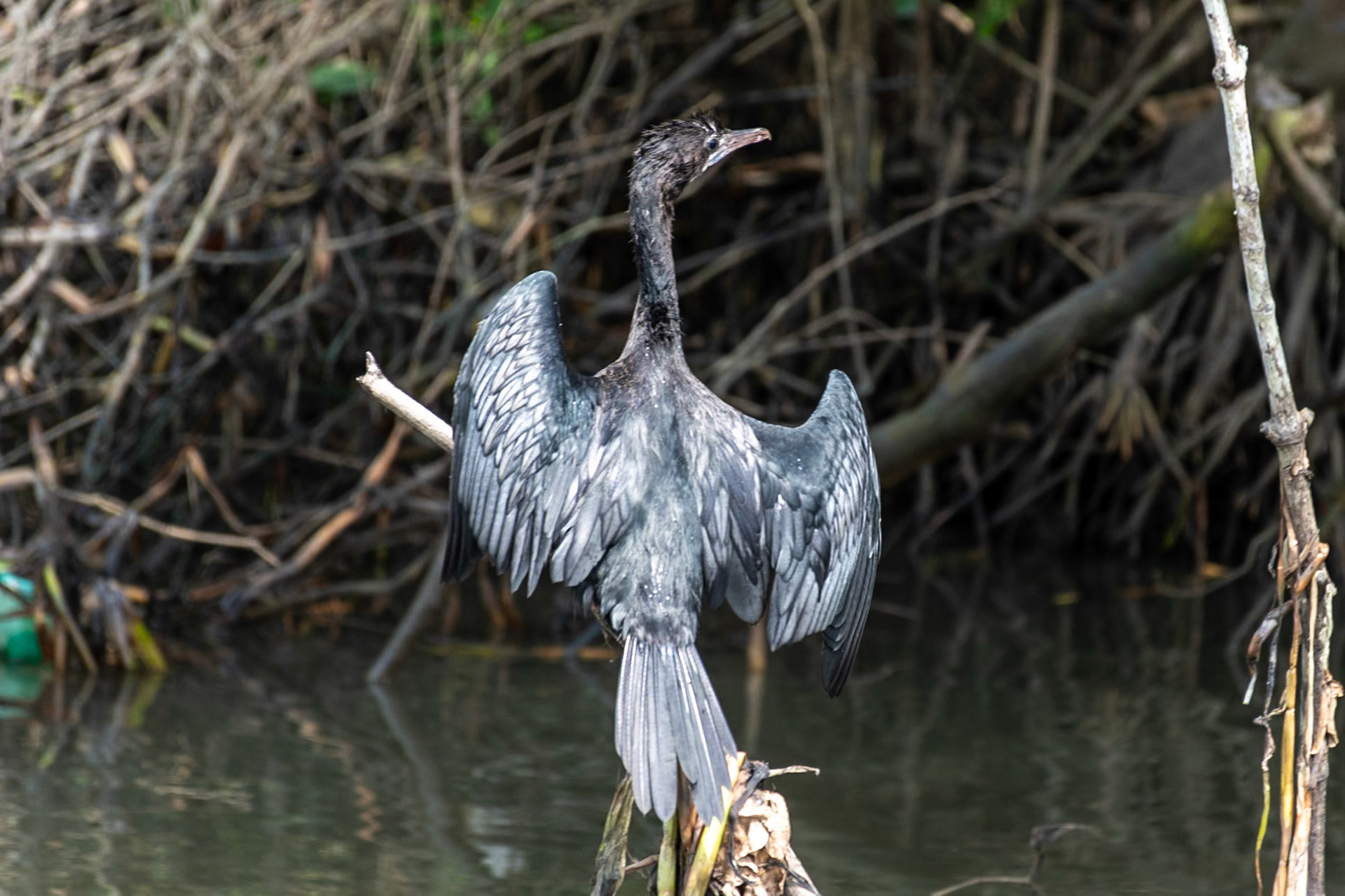 Little Cormorant, Backwaters, Kochi