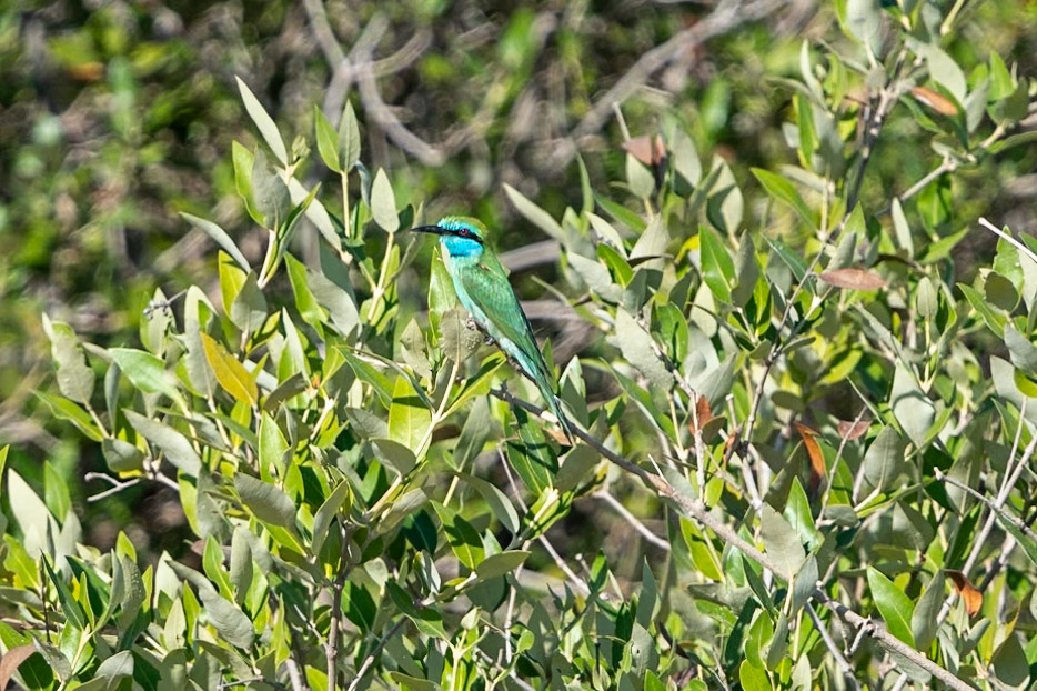 Arabian Green Bee-eater, Qurum, Muscat