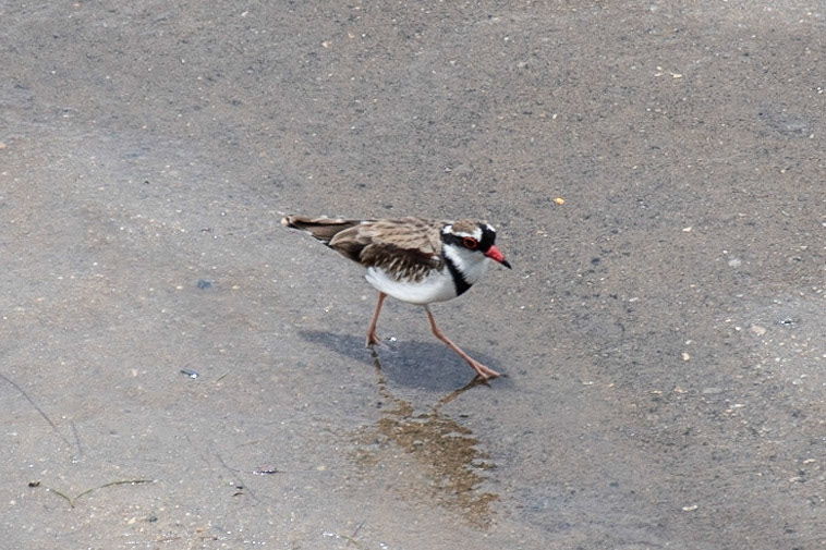 Black-fronted Dotterel, Cairns, Qld