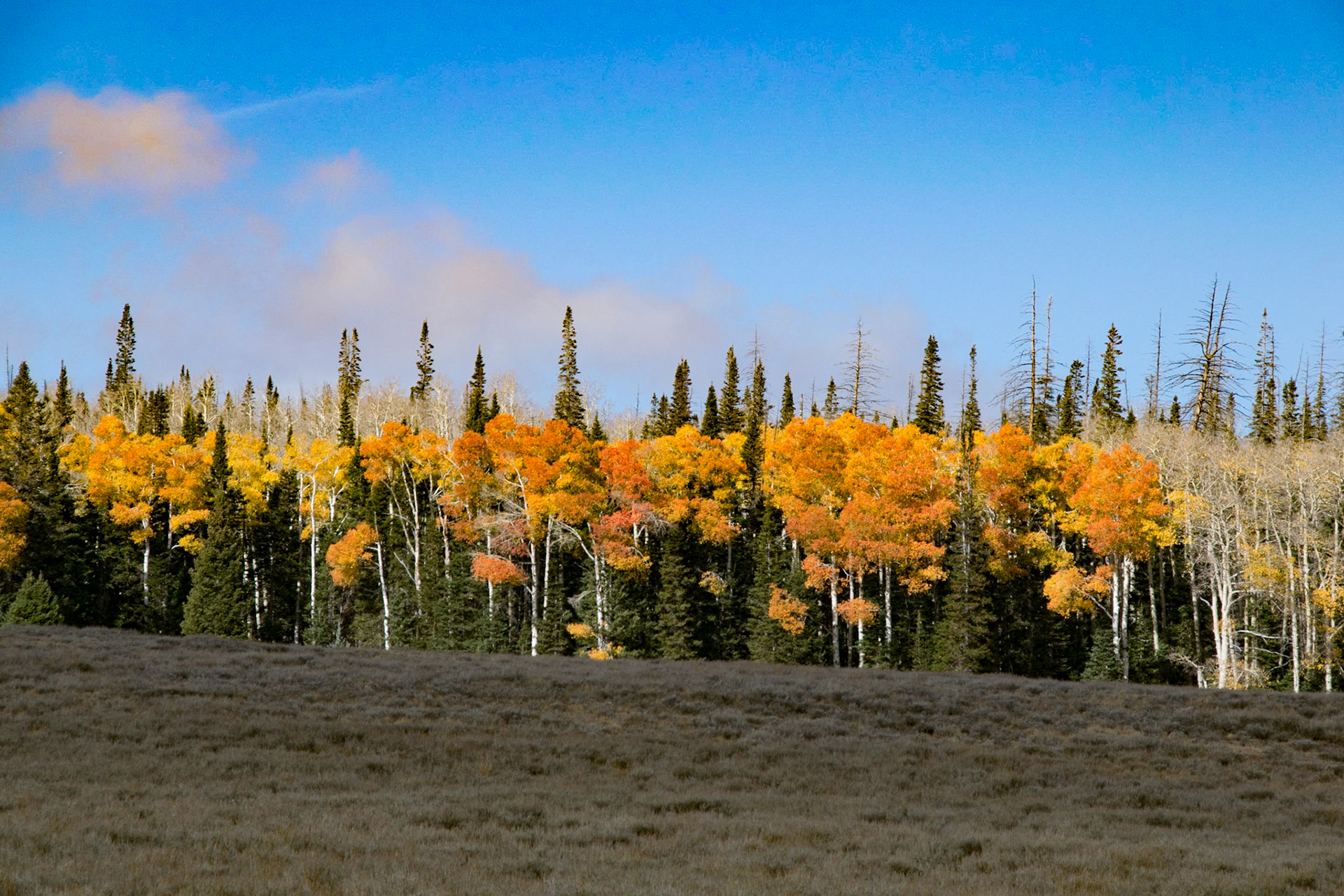 Fall colours, Panguitch, Utah, United States of America