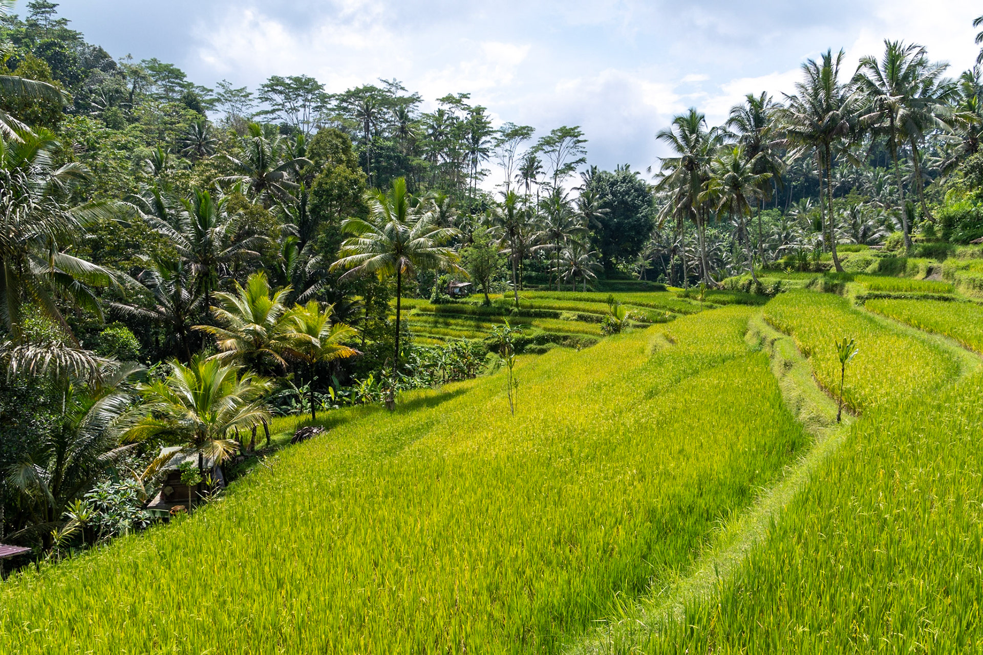 Padi fields near Tebing Gunung Kawi Temple, Ubud