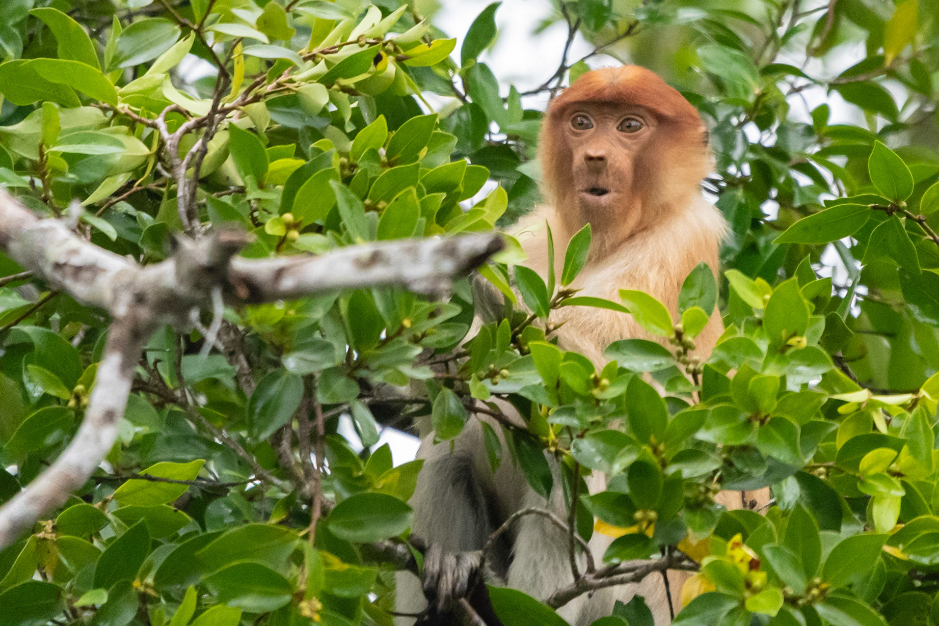 Proboscis monkey, Klias River, Malaysia