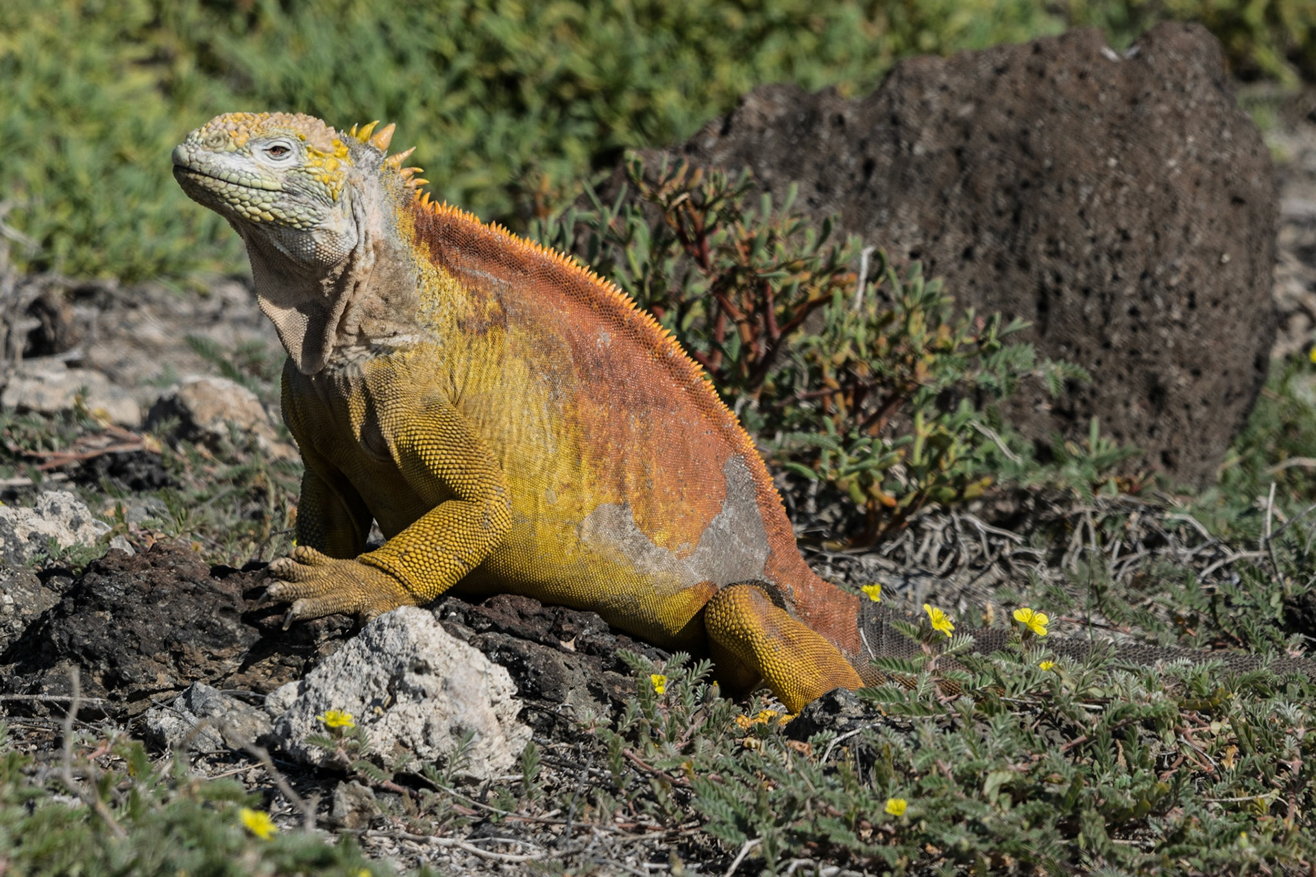 Land Iguana, Santa Cruz