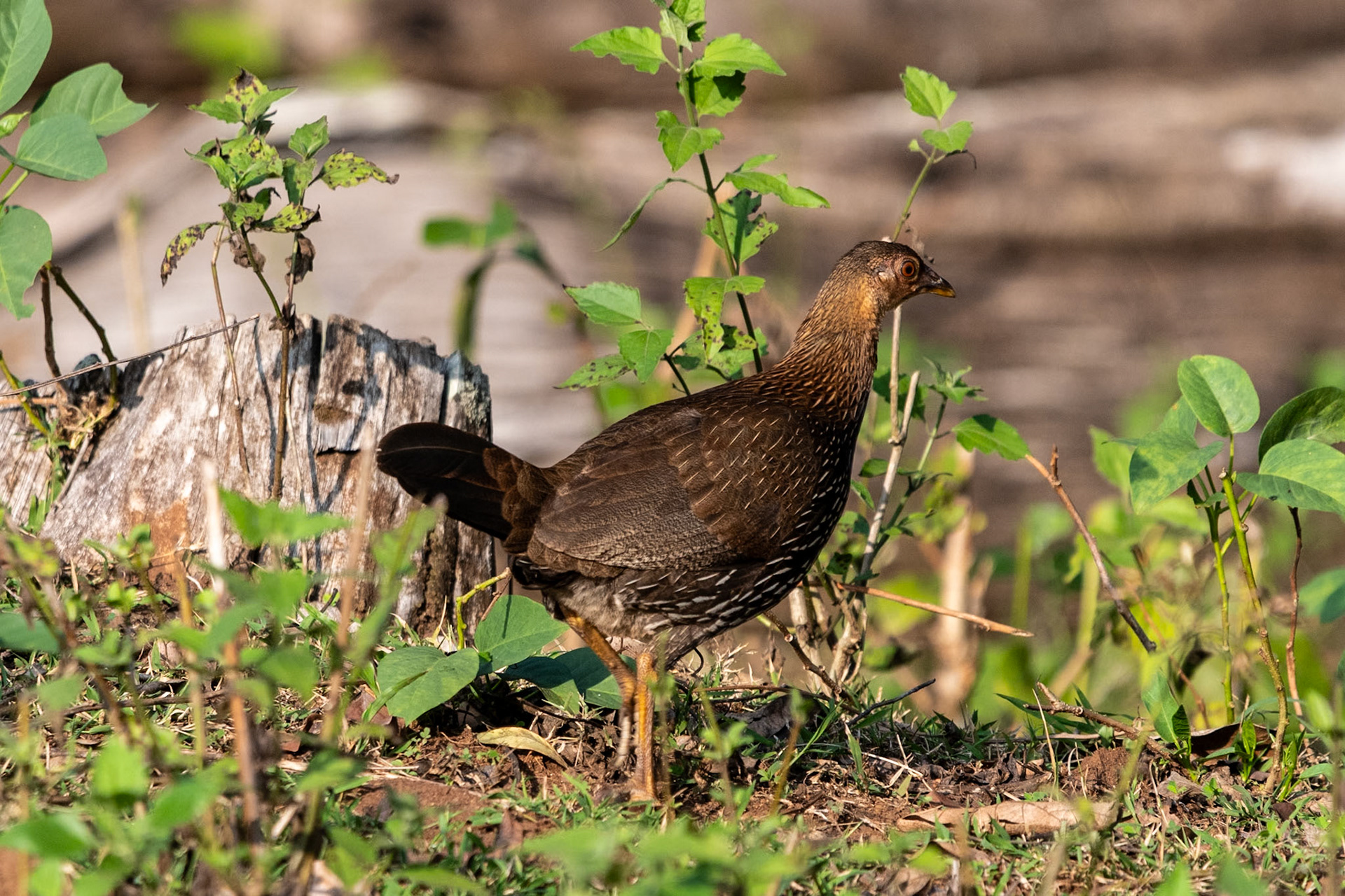 Swamp Francolin (?), Nagarahole