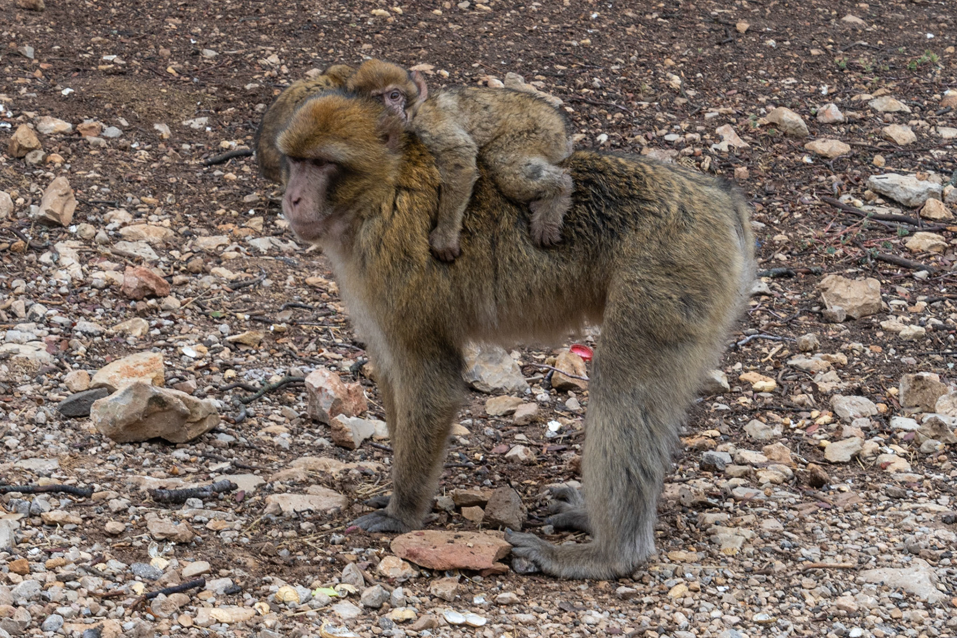 Mother and baby Barbary macaques, near Ifrane, Mid Atlas, Morocco