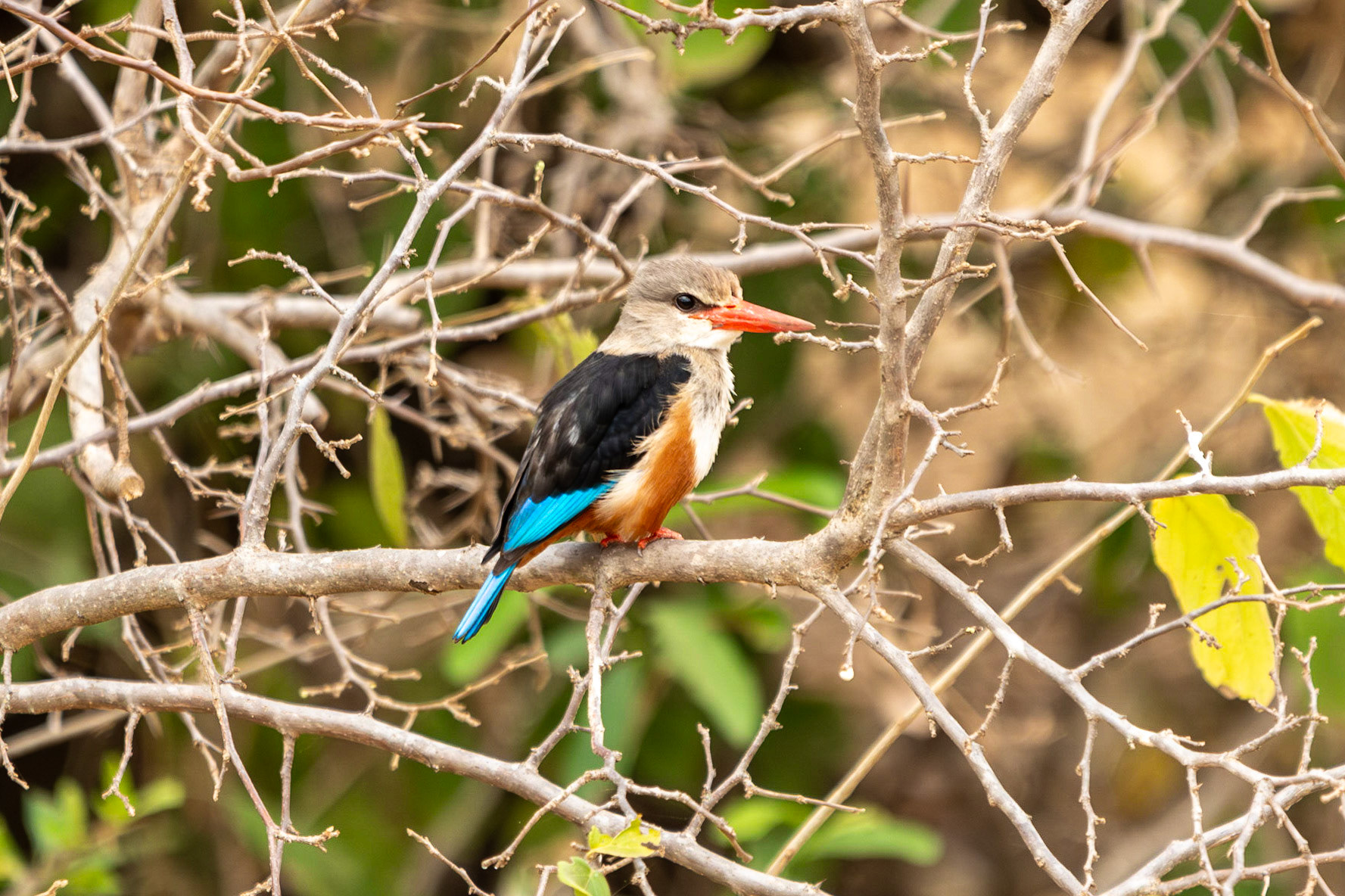 Grey-headed Kingfisher, Tarangire National Park