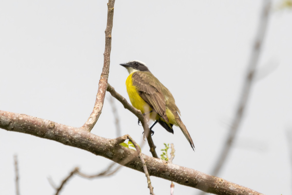 ian-hazlewood-photos-from-my-travels-costa-rica-birds