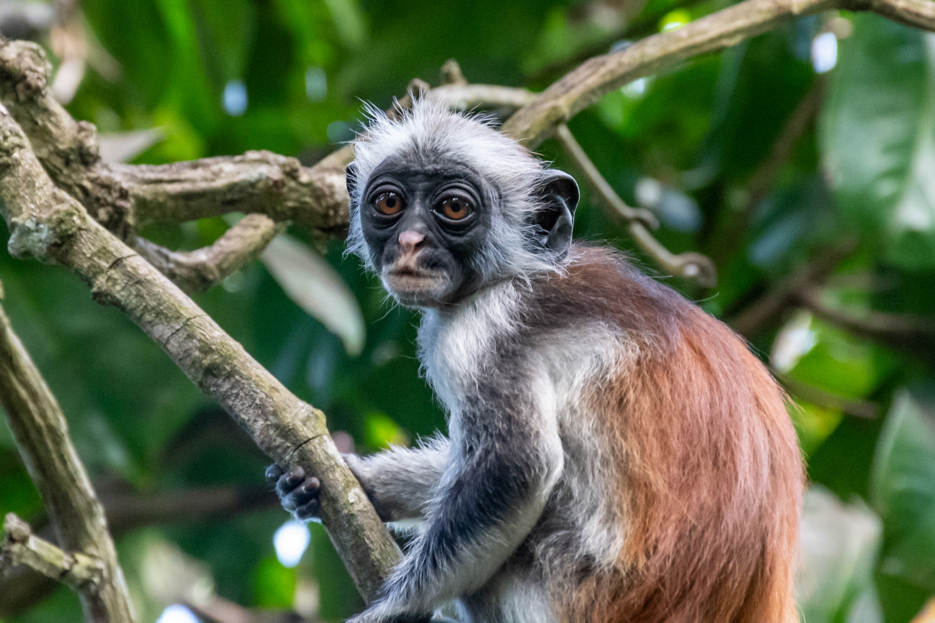 Zanzibar Red Colobus Monkey, Jozani Forest, Zanzibar, Tanzania