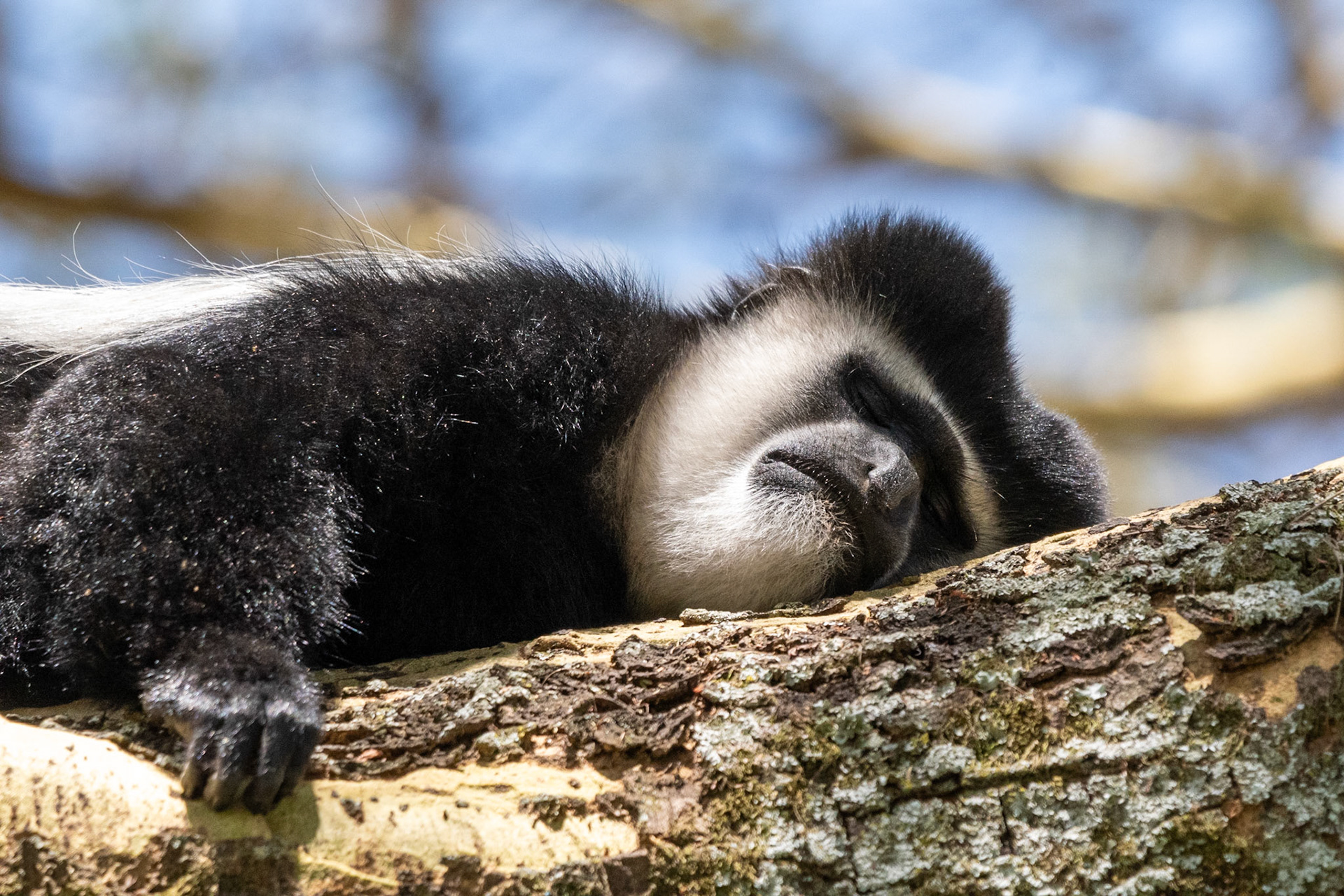Black-and-white Colobus Monkey, Elsamere, Lake Naivasha, Kenya