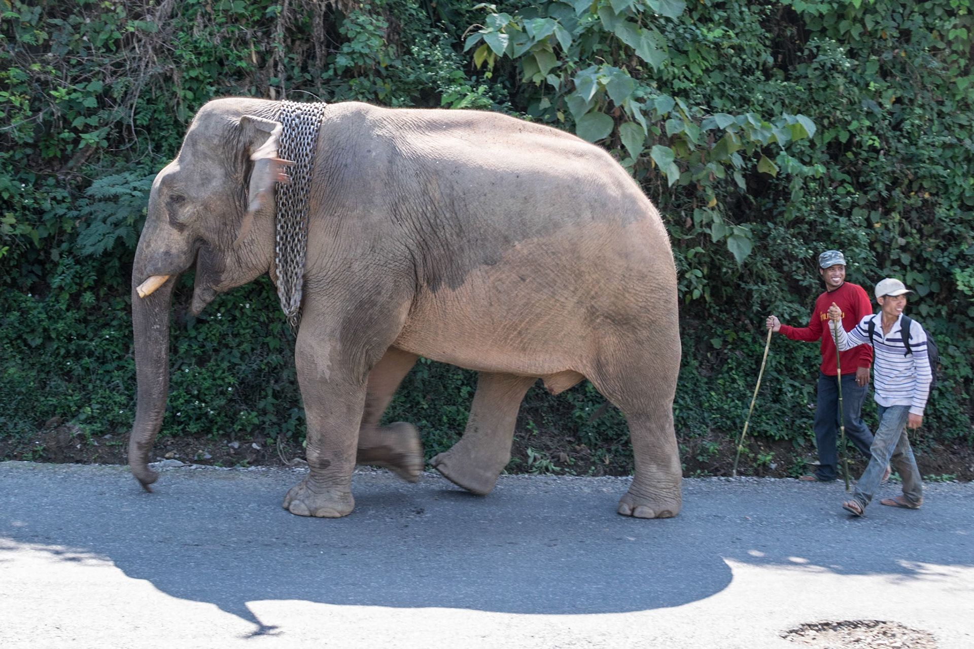 Mahouts with working elephant, en route to Nong Khiaw