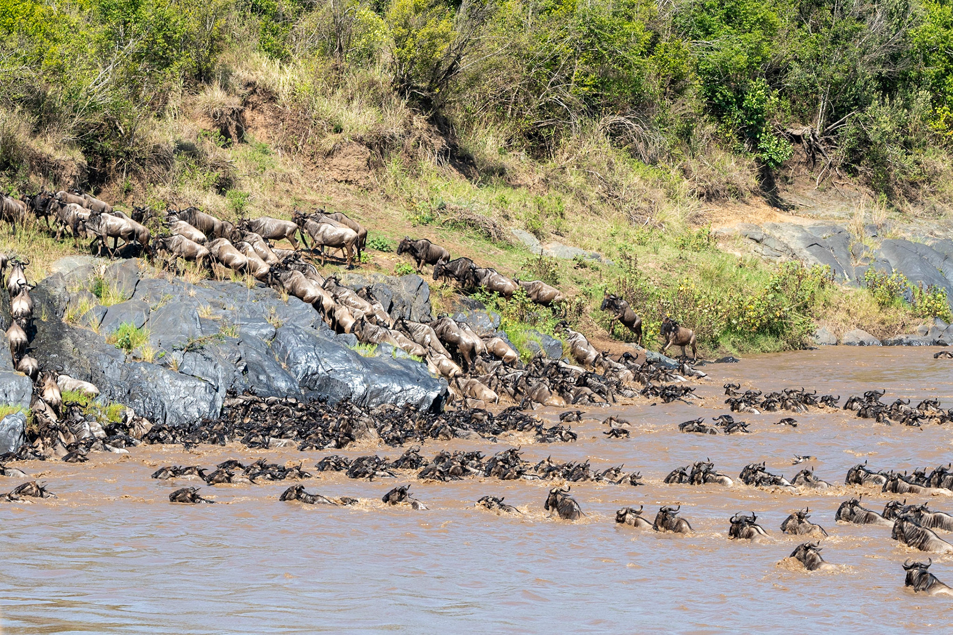 Wildebeests crossing Mara River, Maasai Mara