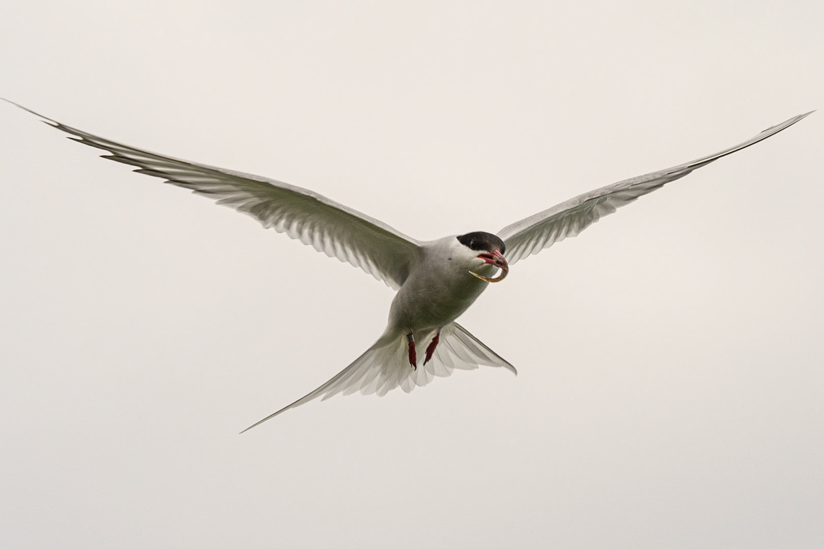 Artic Tern, Farne Islands, United Kingdom