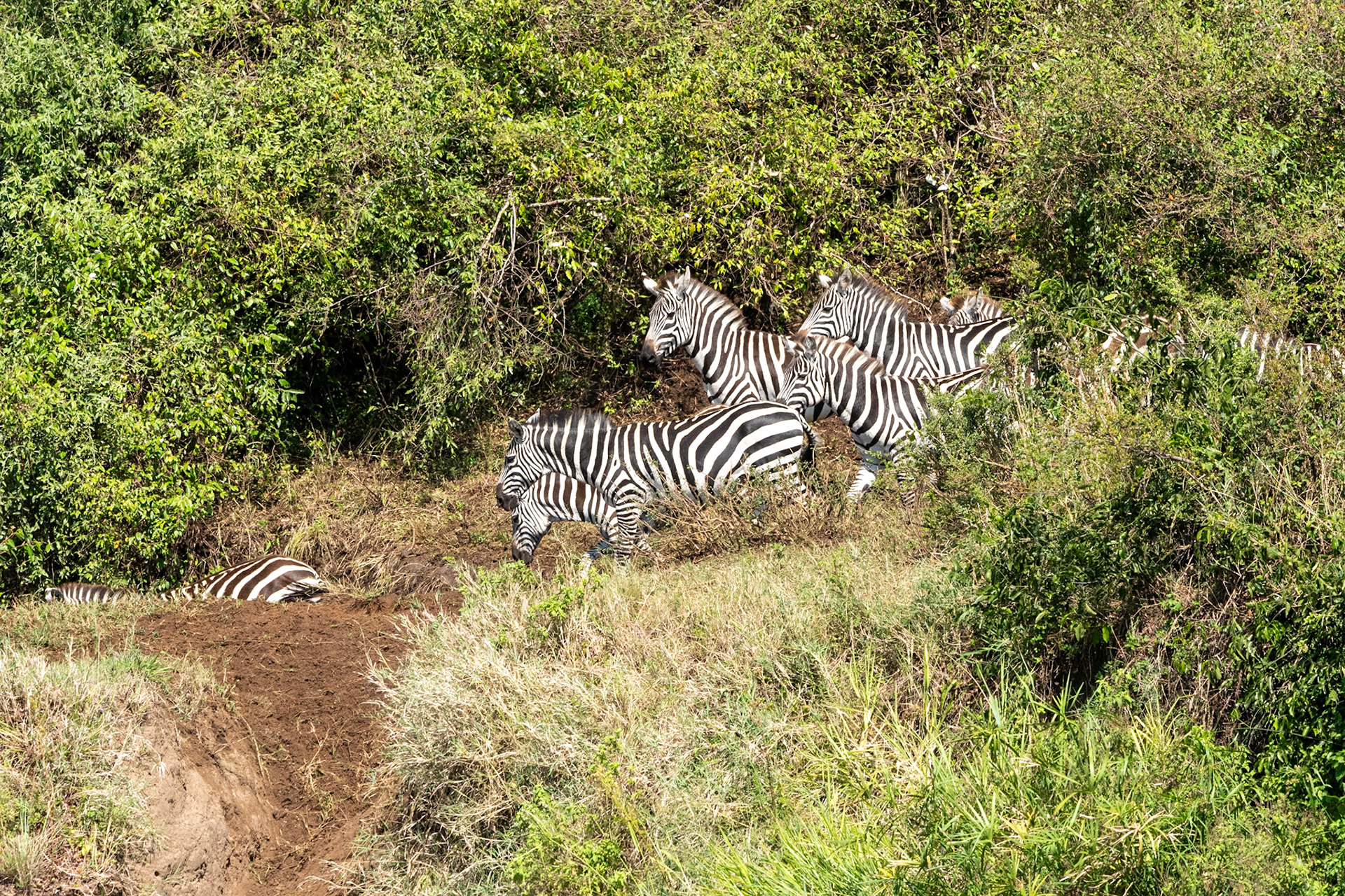 Zebras waiting to cross Mara River, Maasai Mara
