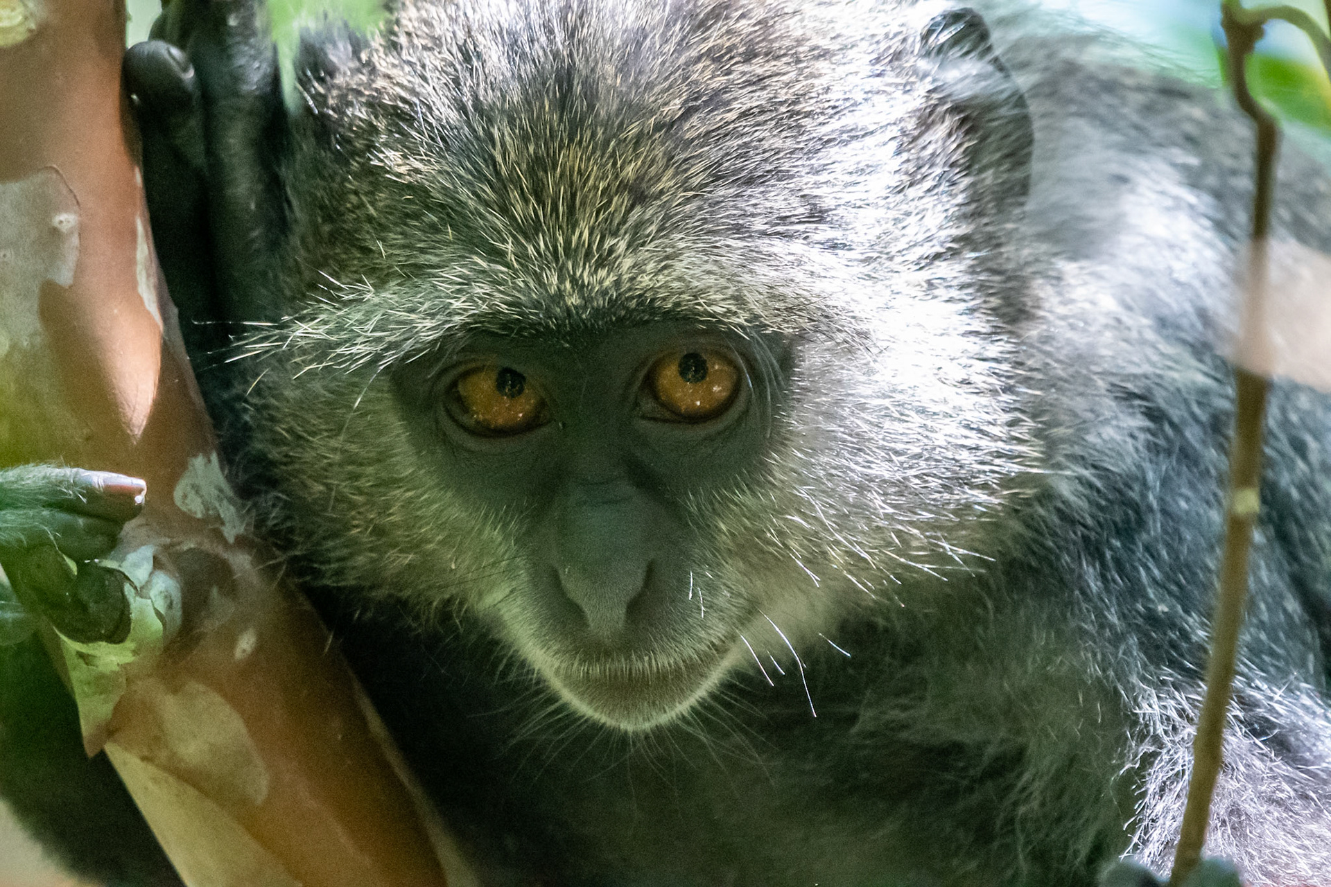 Blue Monkey, Jozani Forest, Zanzibar, Tanzania