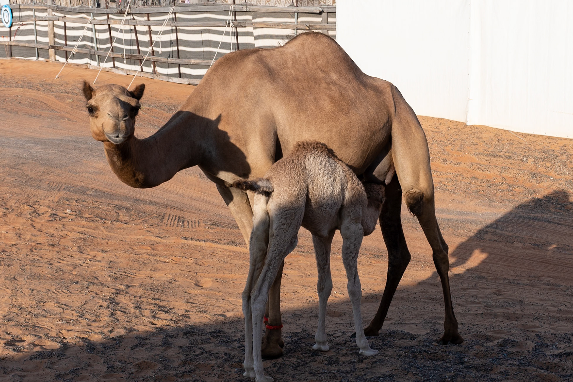 Camel with baby, Al Sarmadi Desert Camp, Wahiba Sands