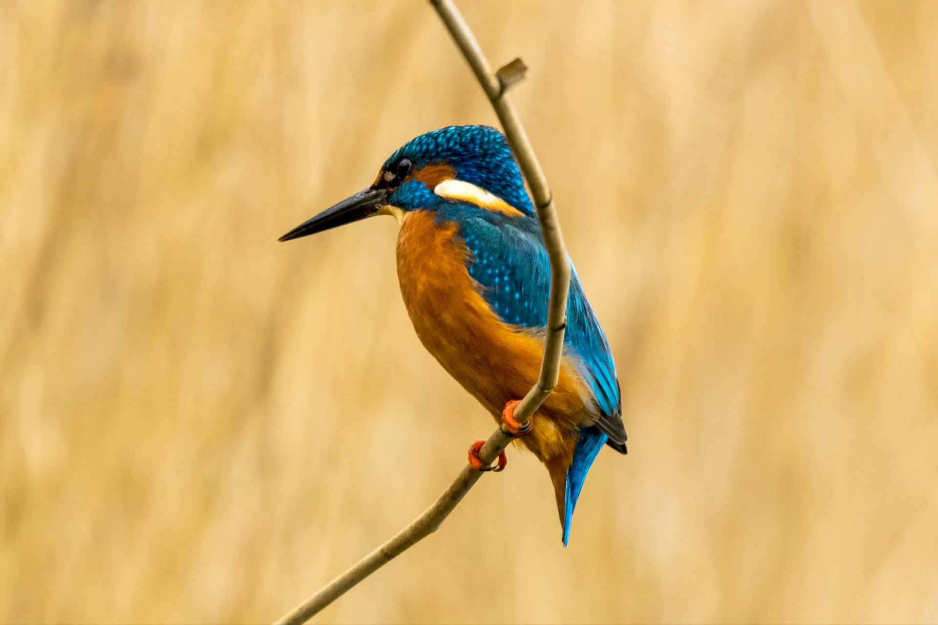 Kingfisher, Arundel WWT (WWT Waterlife magazine)