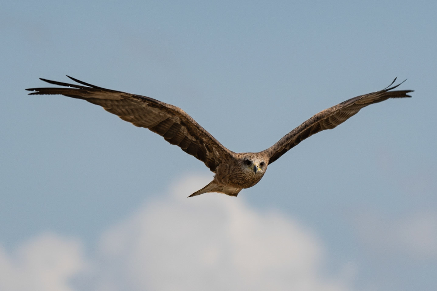 Black Kite, Adelaide River, Northern Territories, Australia