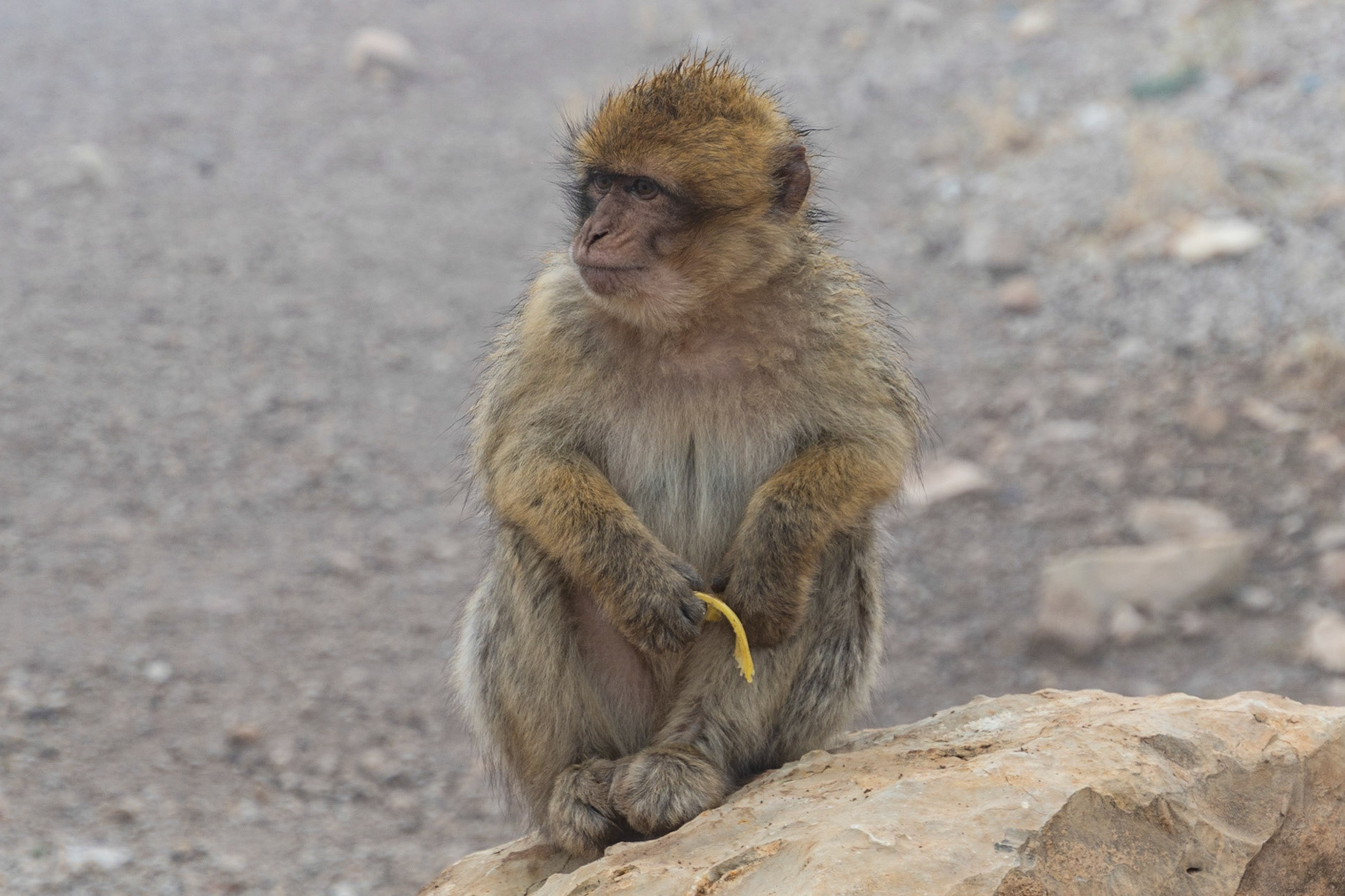 Barbary macaque, near Ifrane, Mid Atlas, Morocco
