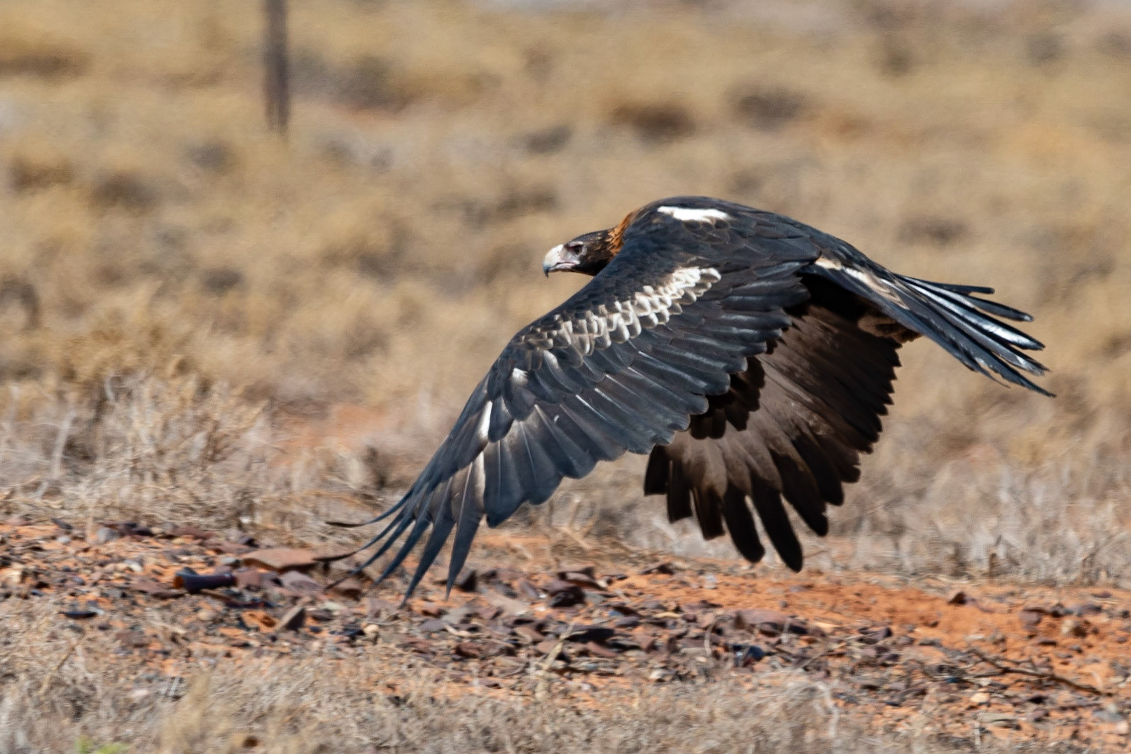 Wedge-tailed Eagle, Flinders Ranges, South Australia