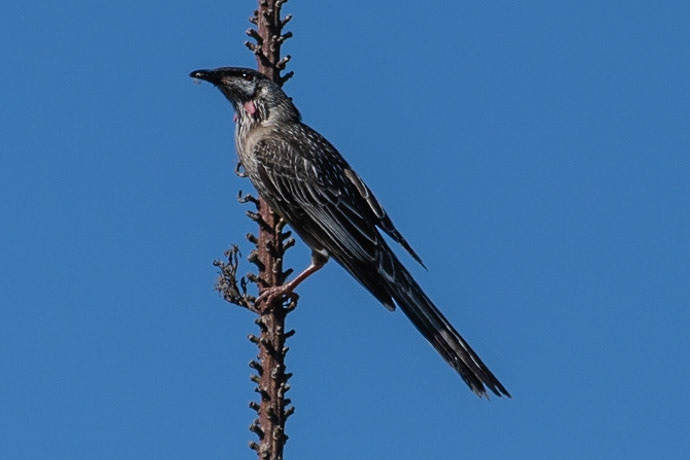 Red Wattlebird, Melbourne, Vic