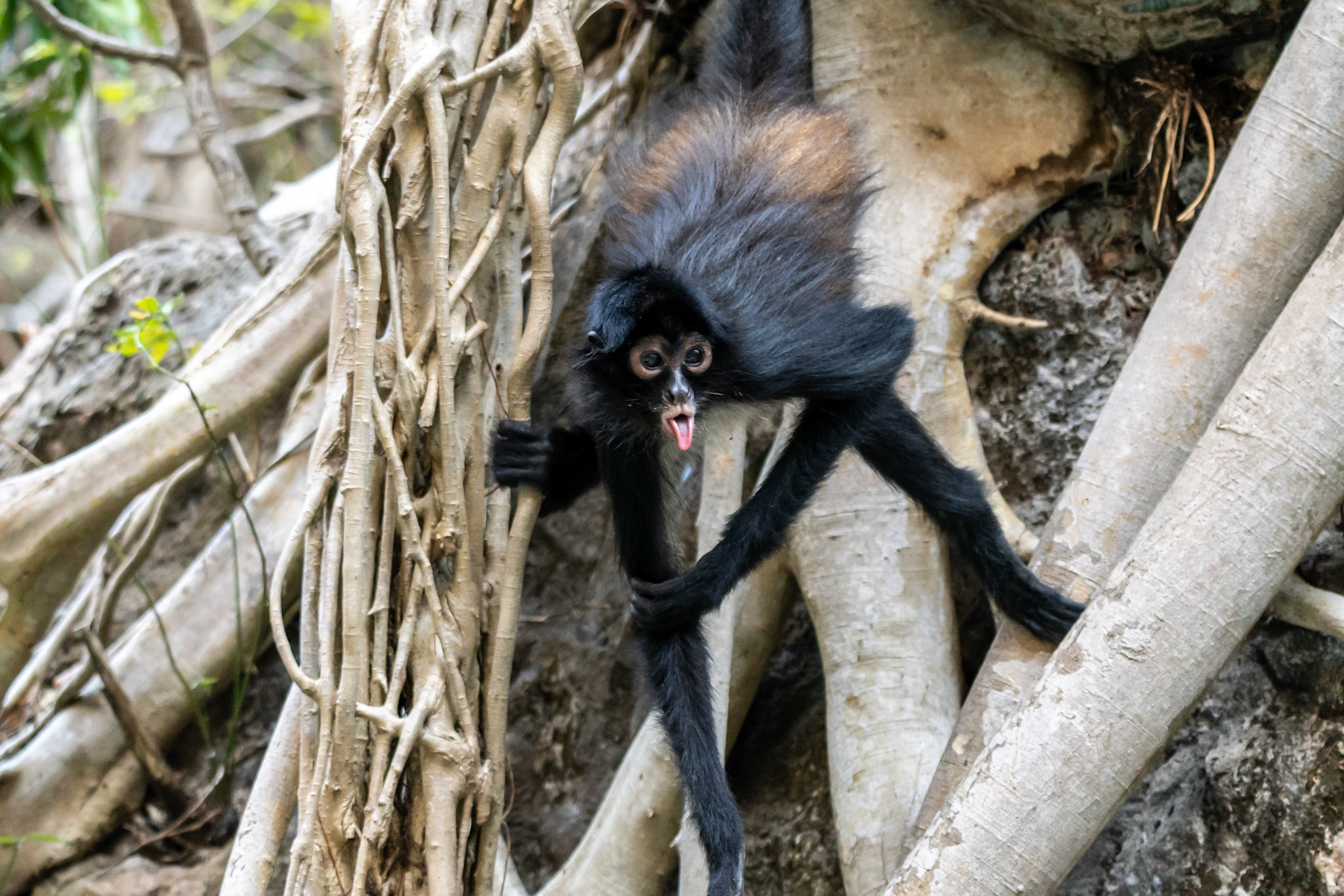 Mexican Spider Monkey, Sumidero Canyon, Mexico